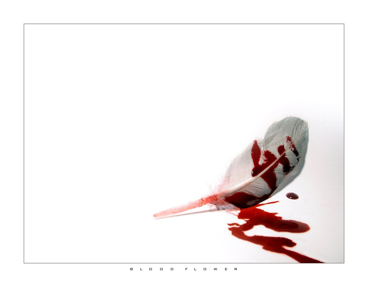 Feather Image ID 321092 Image Abyss