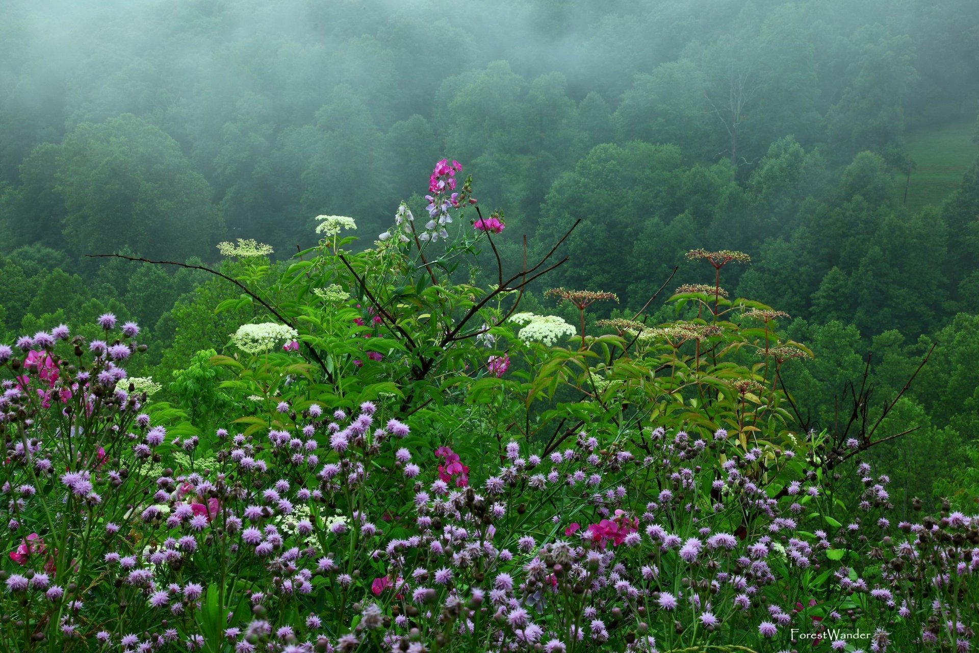 Purple Flowers in Misty Green Forest
