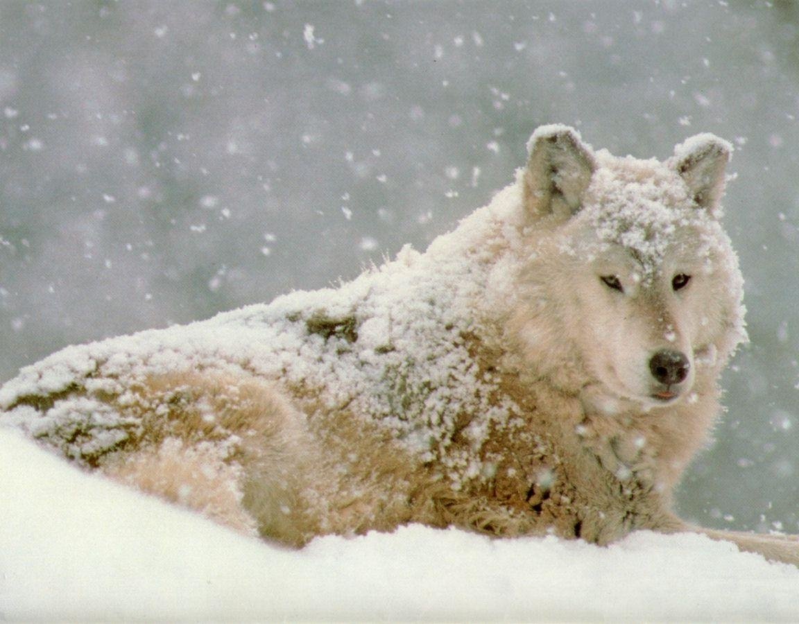 snow Animal wolf Image