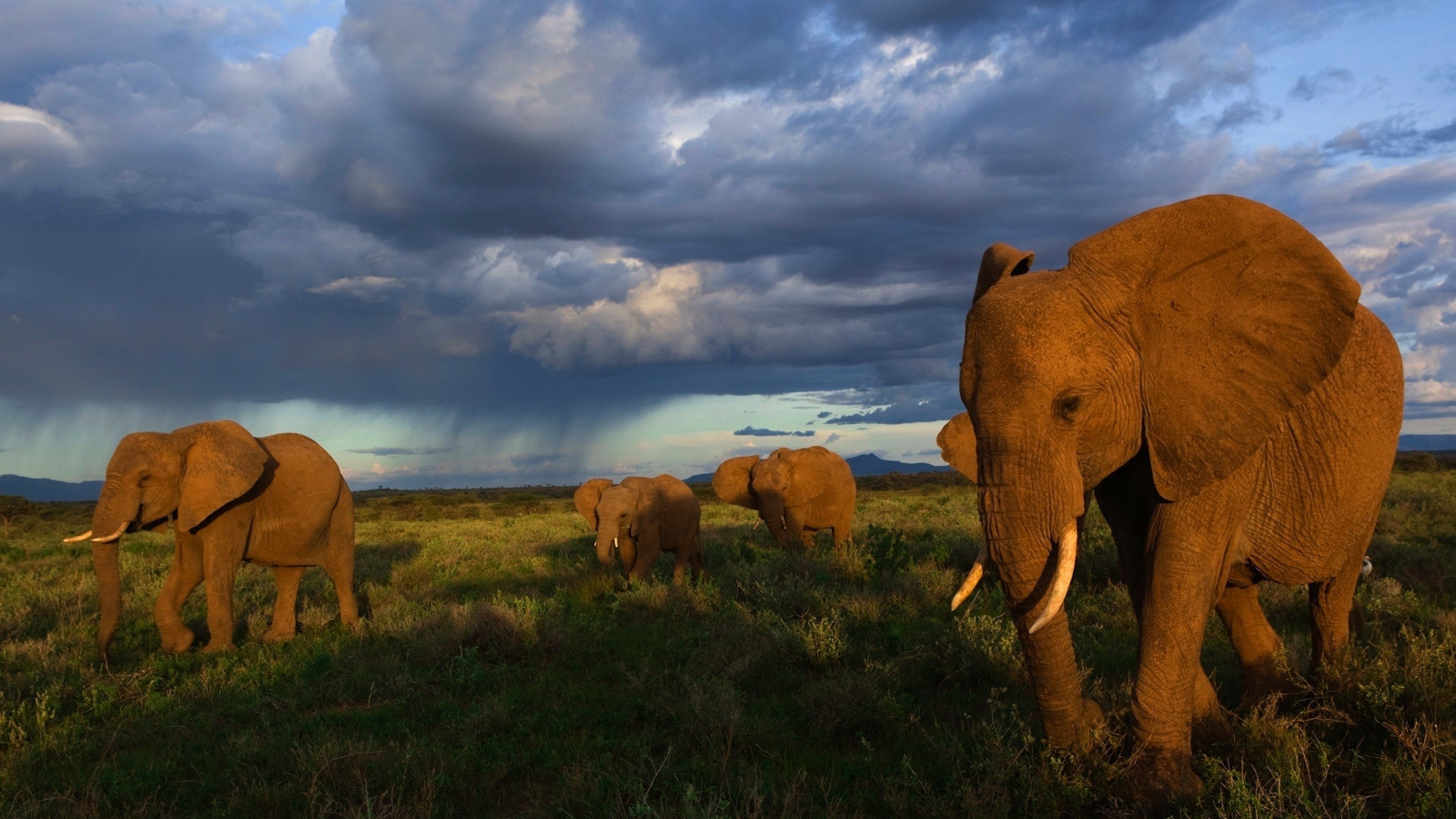 Dark Clouds over Herd of Elephants