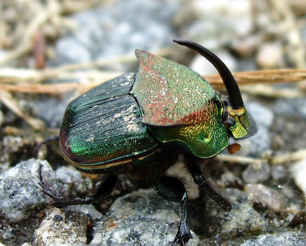 Beetle Picture. 