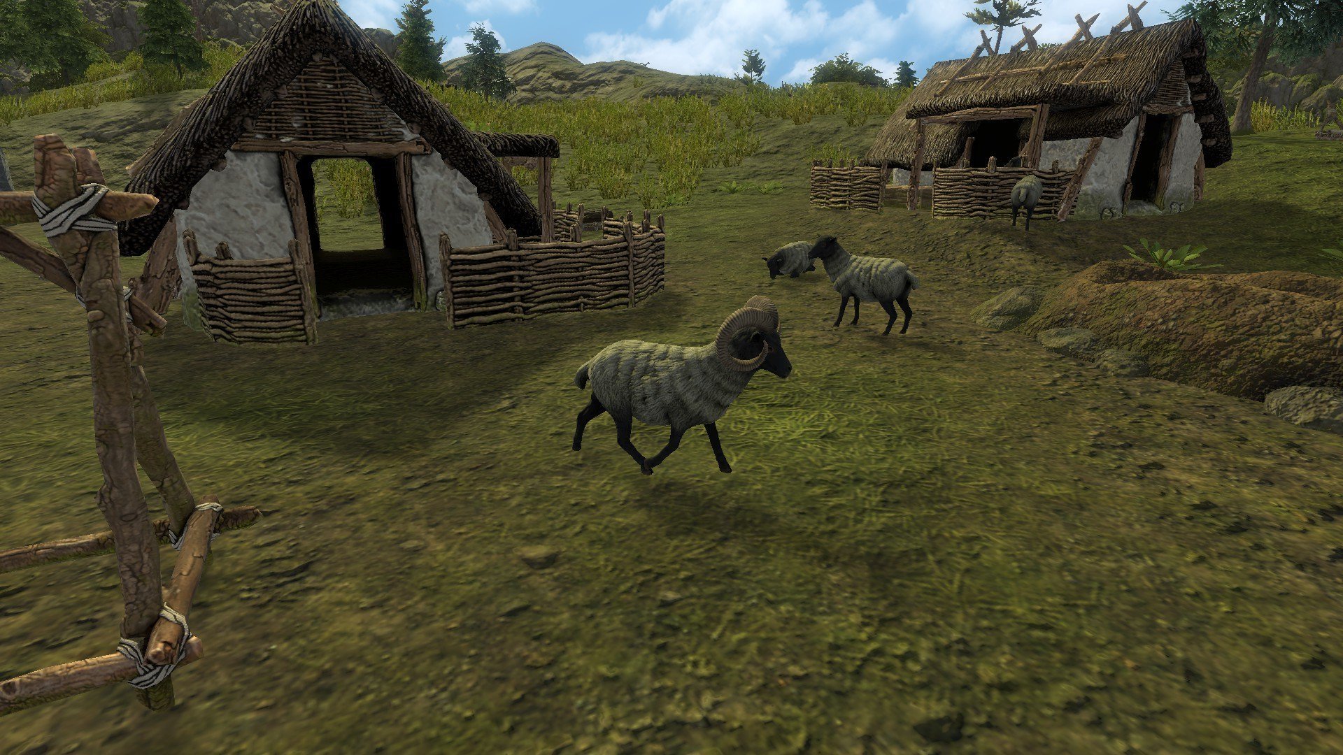  Goat in Village Settlement