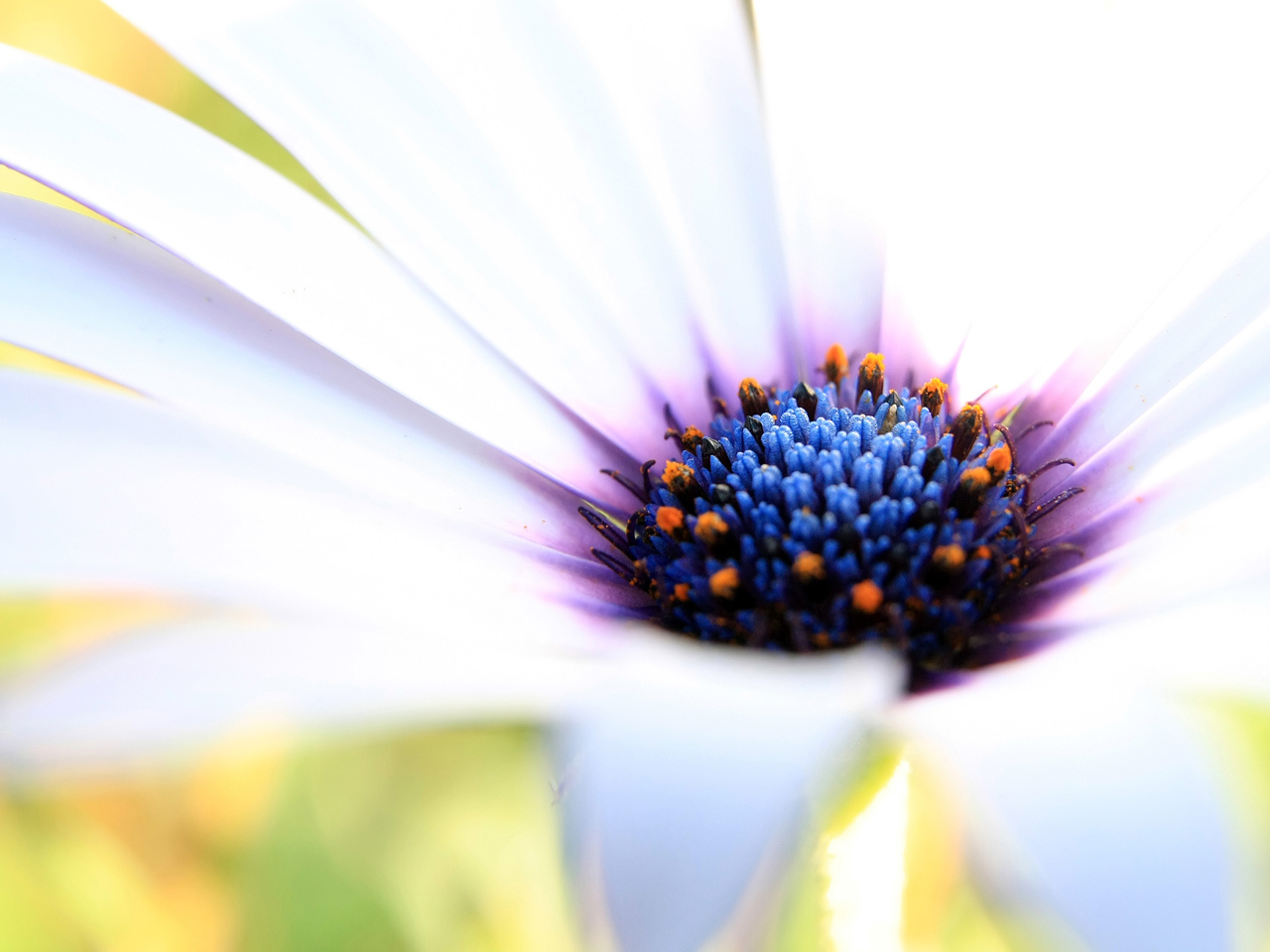 African Daisy Picture