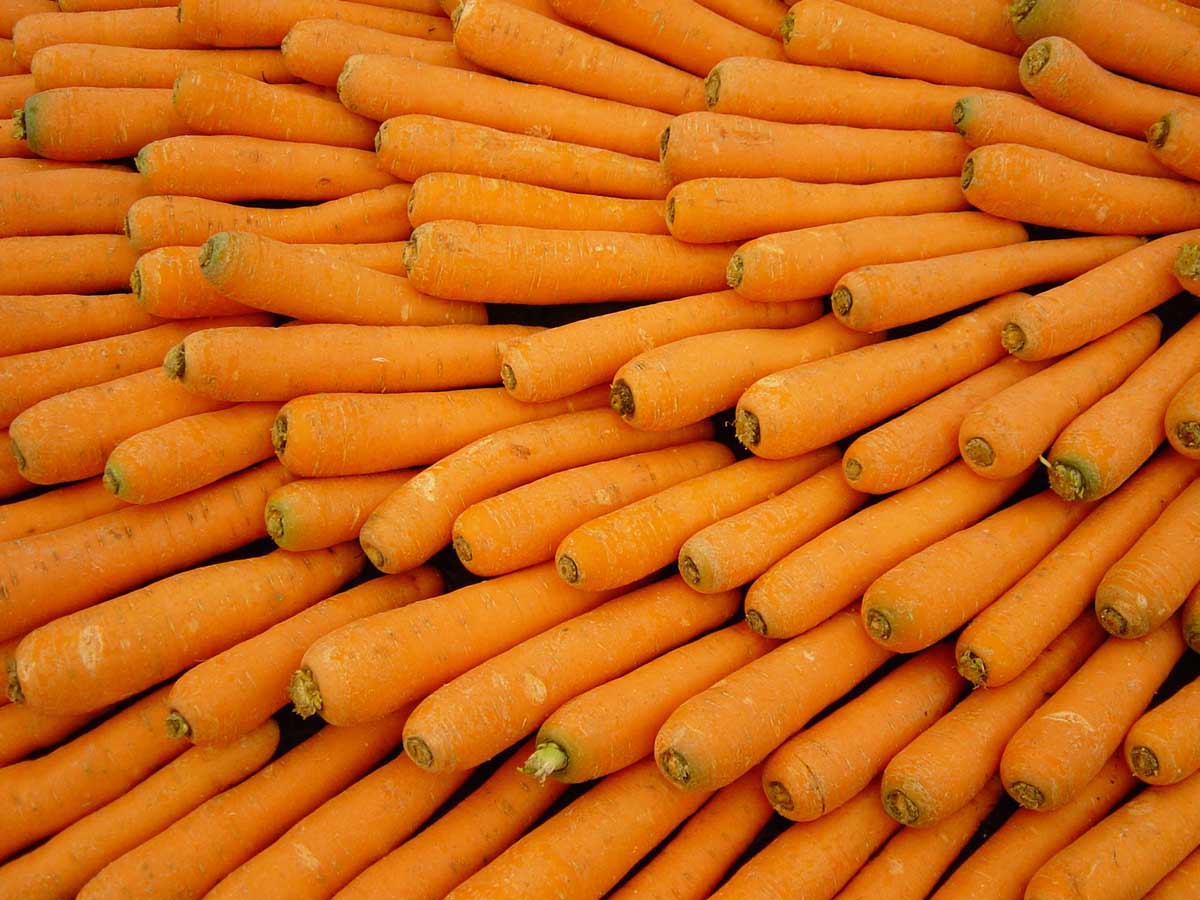 Carrot Picture
