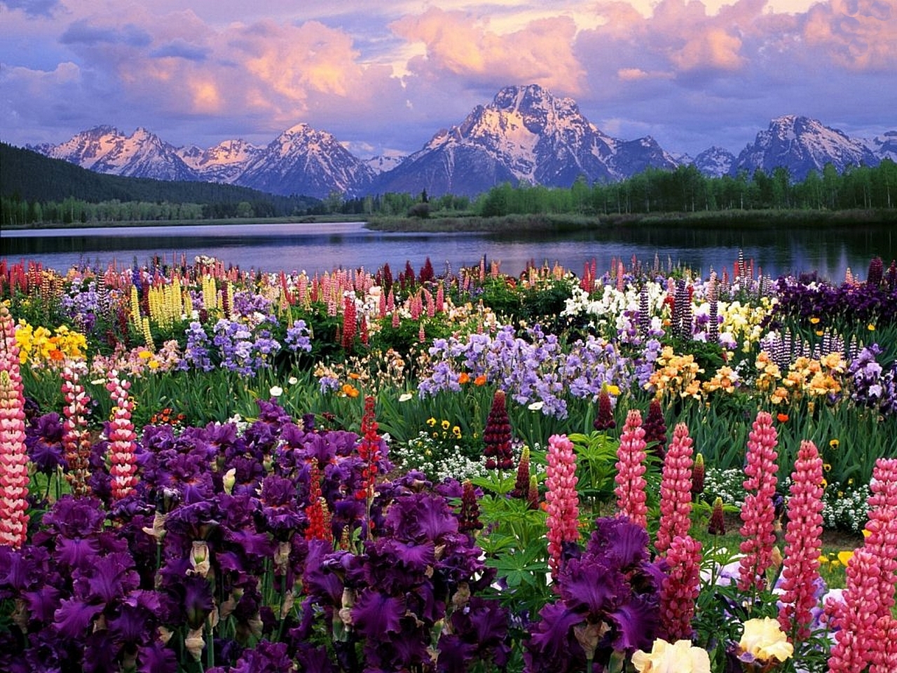 Colorful Lupine Field