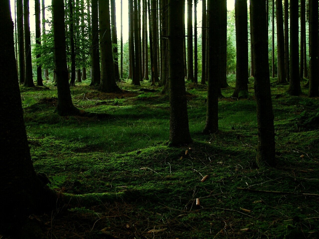 A serene forest scene with tall trees standing amidst lush green moss, creating a tranquil atmosphere in nature. Sunlight filters through the canopy, enhancing the vibrant greenery.