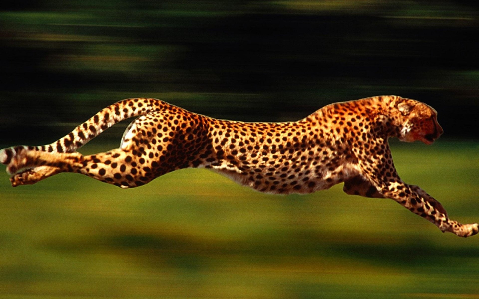 A cheetah swiftly leaps through a blurred green landscape, showcasing its incredible speed and agility in motion.