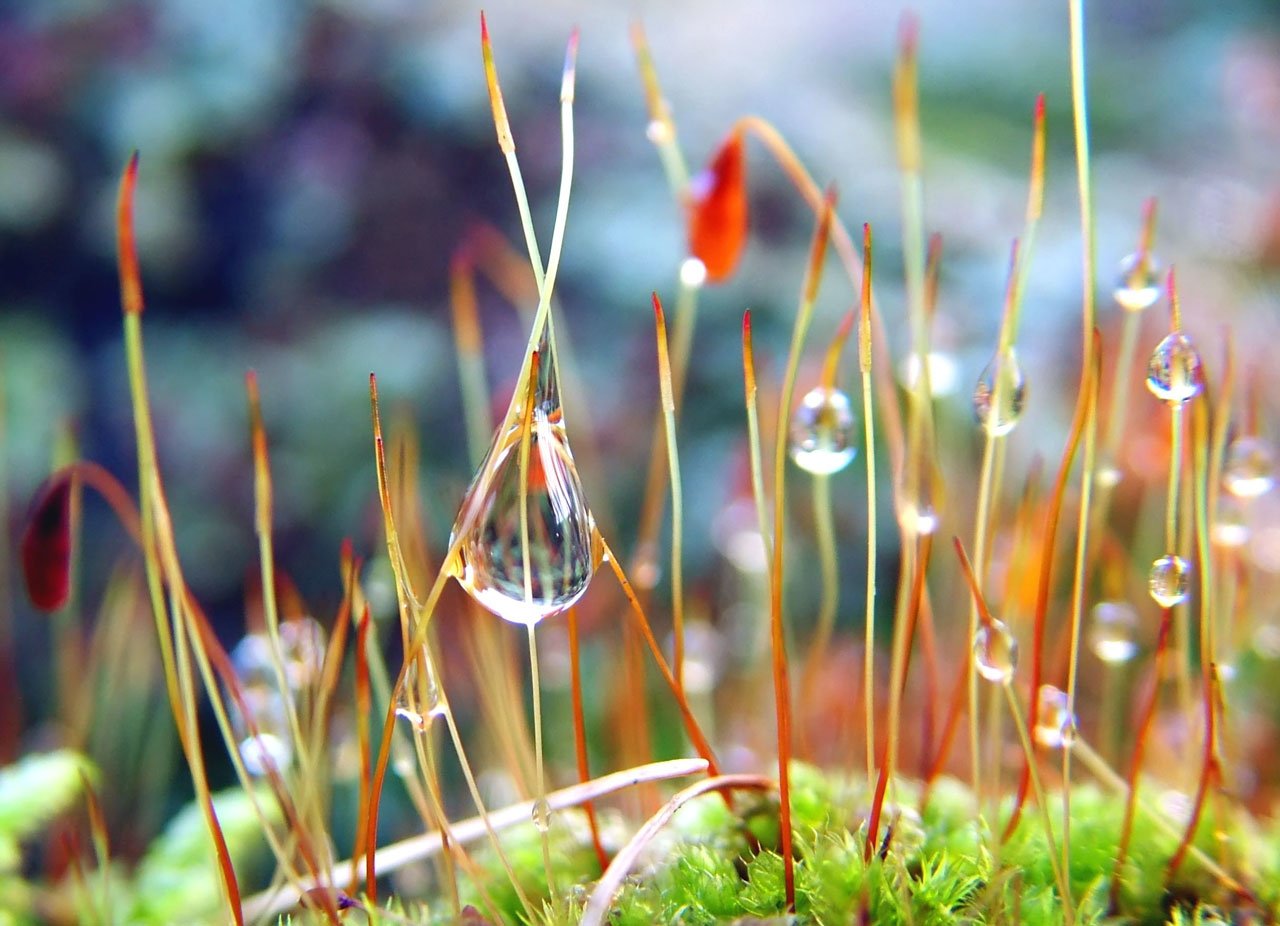A close-up view of vibrant green moss featuring delicate water droplets, capturing the beauty of nature in intricate detail.
