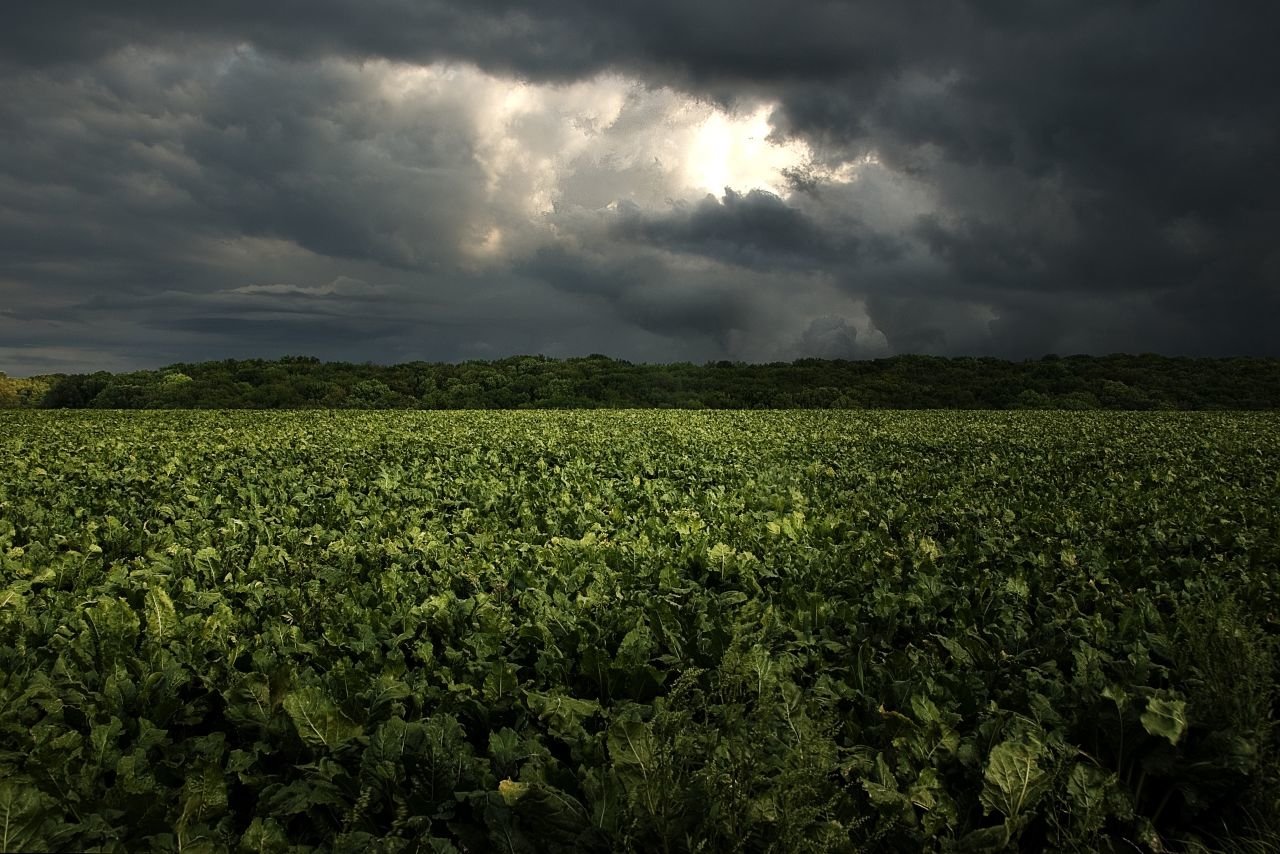 A lush green field stretches beneath dramatic, dark clouds, capturing the essence of nature's beauty and the contrast of light breaking through the ominous sky.
