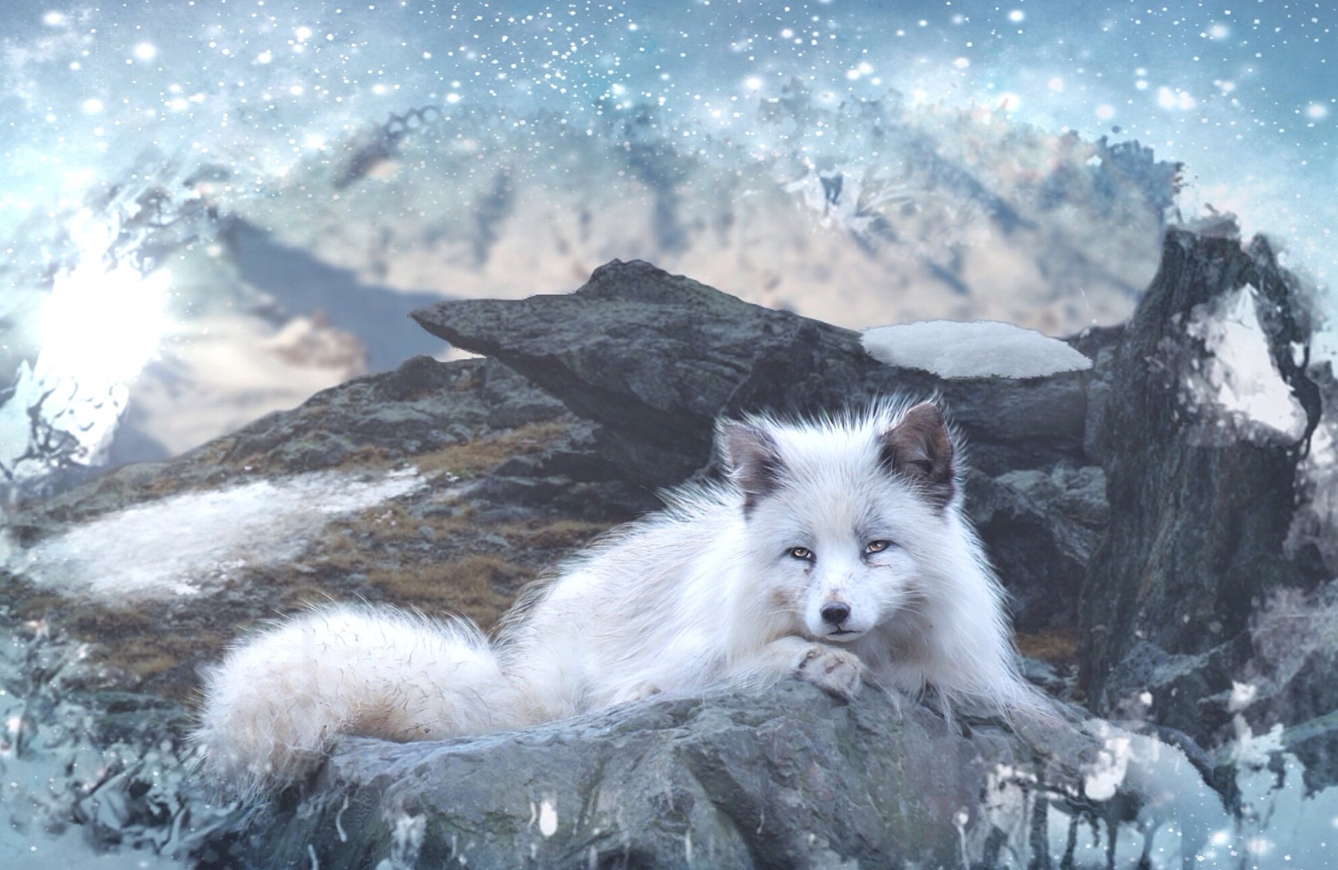 White Fox in Winter Mountains - Image Abyss