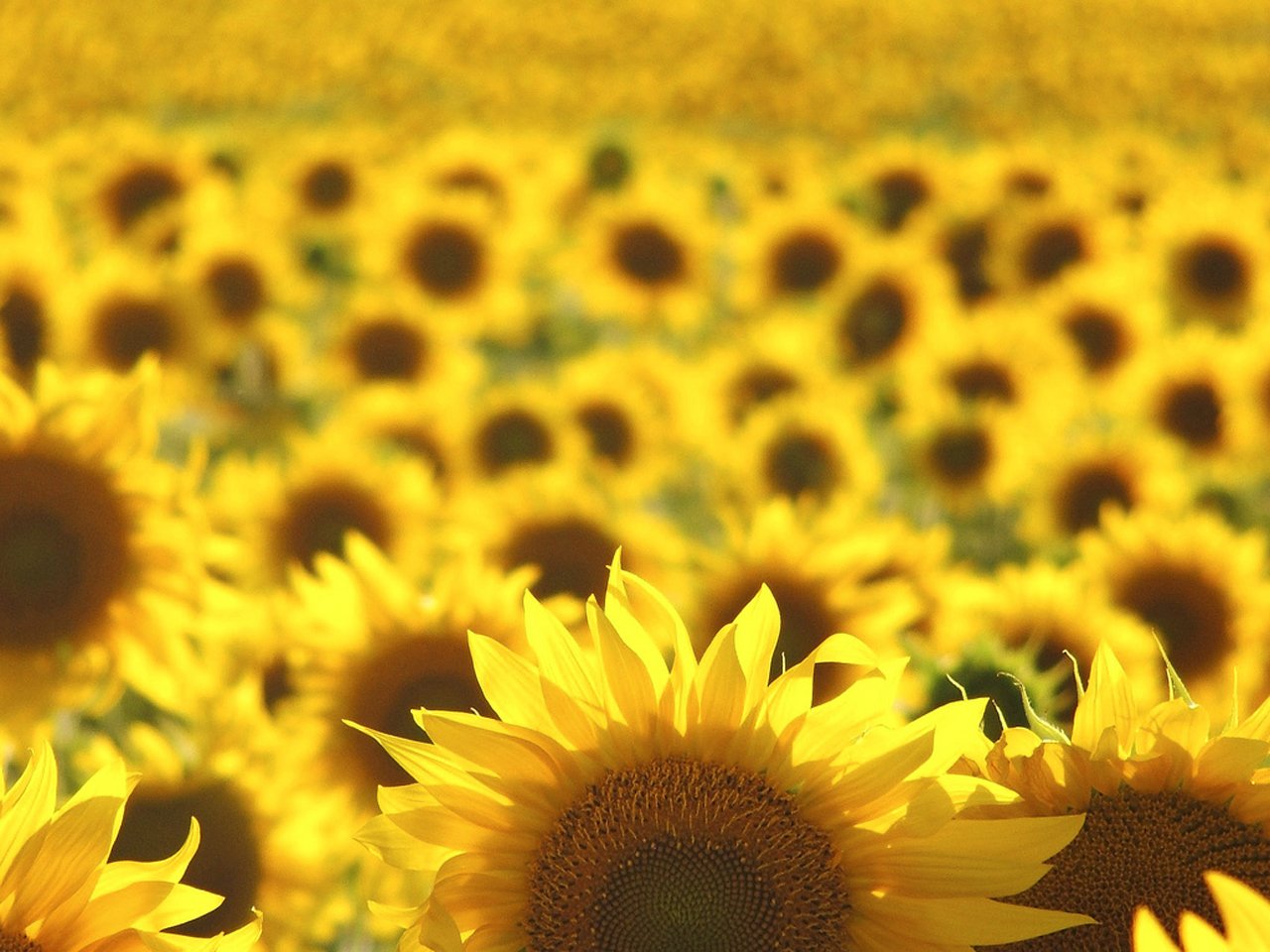 A vibrant field of sunflowers in full bloom, showcasing their bright yellow petals against a blurred background of more sunflowers. The scene captures the beauty of nature.