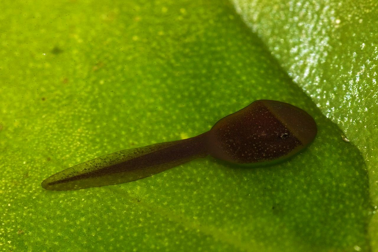 Tadpole Picture Image Abyss