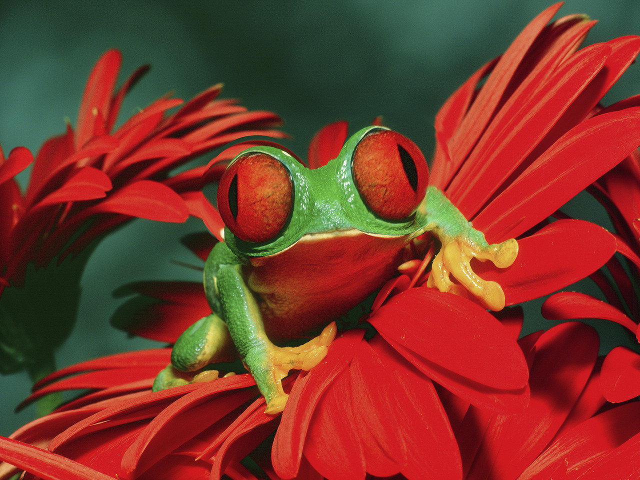 Red Eyed Tree Frog Picture