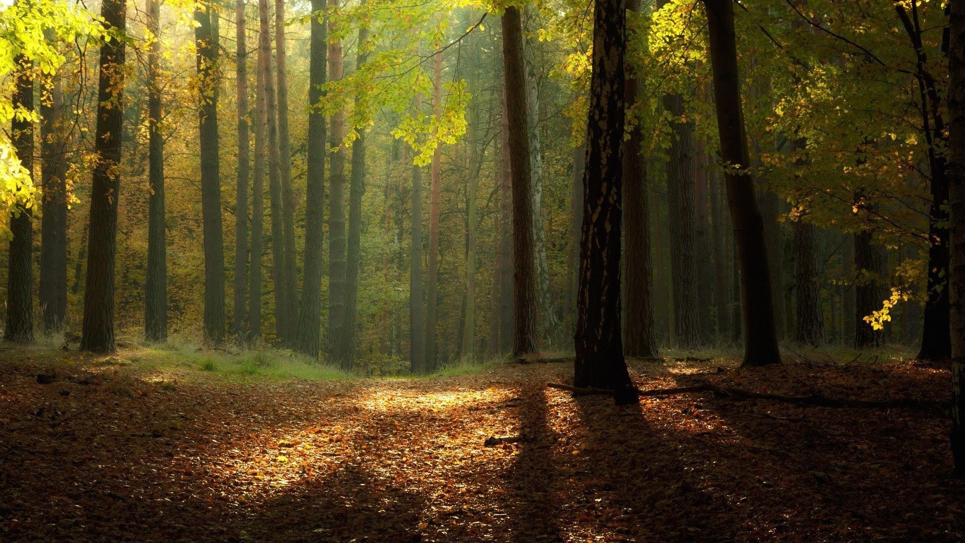  Misty Autumn Forest