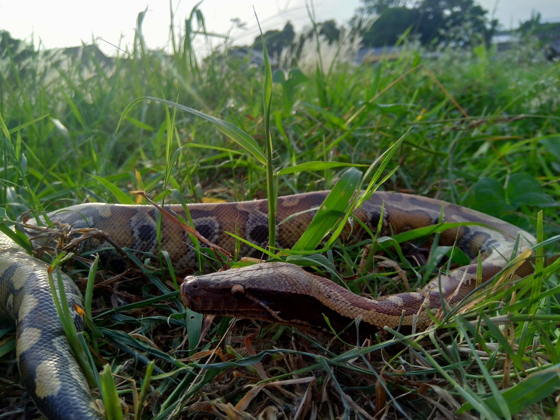 Animal python Image