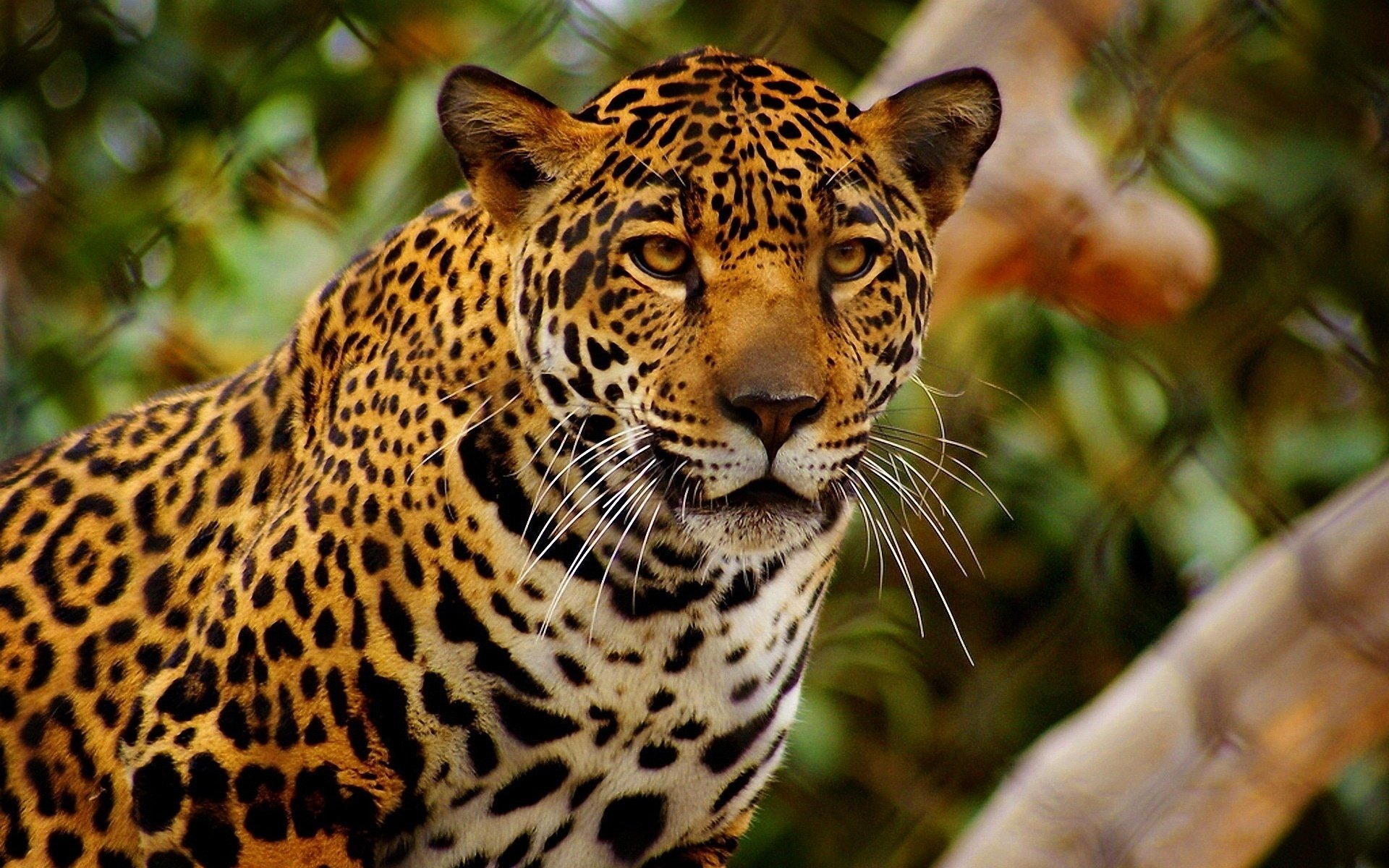 A close-up of a jaguar with distinctive spotted fur, set against a blurred natural background.