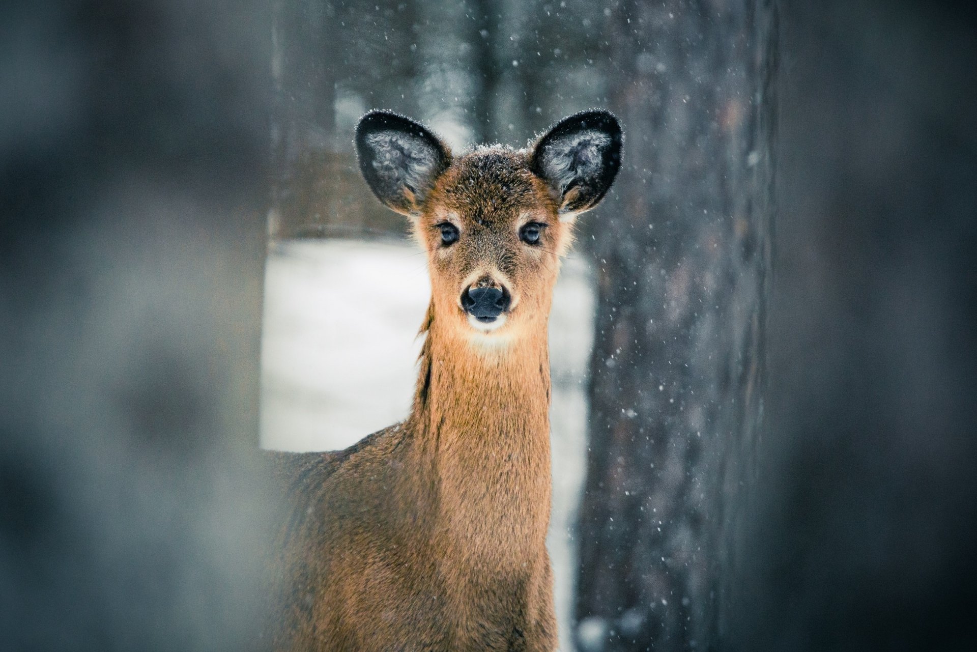 Fawn in Winter Forest