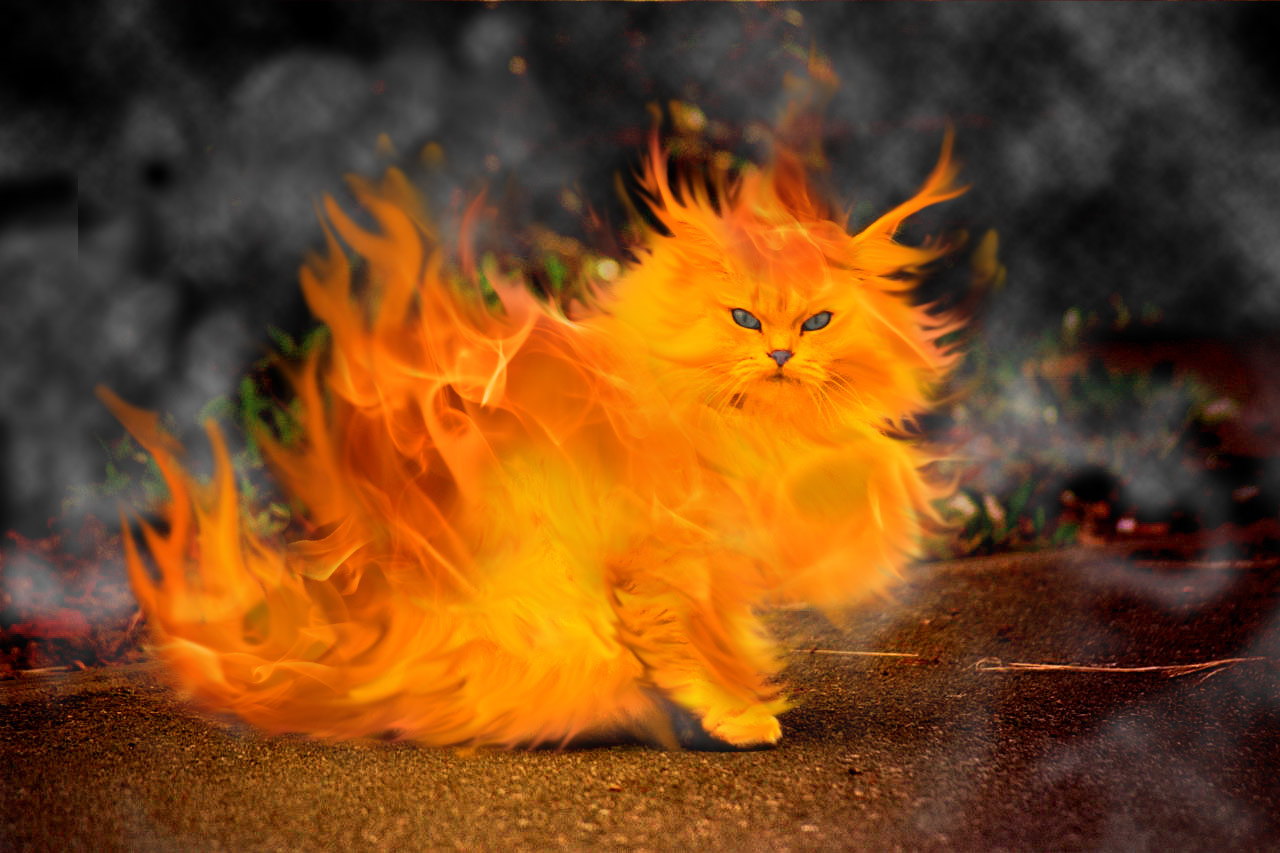 fire cat