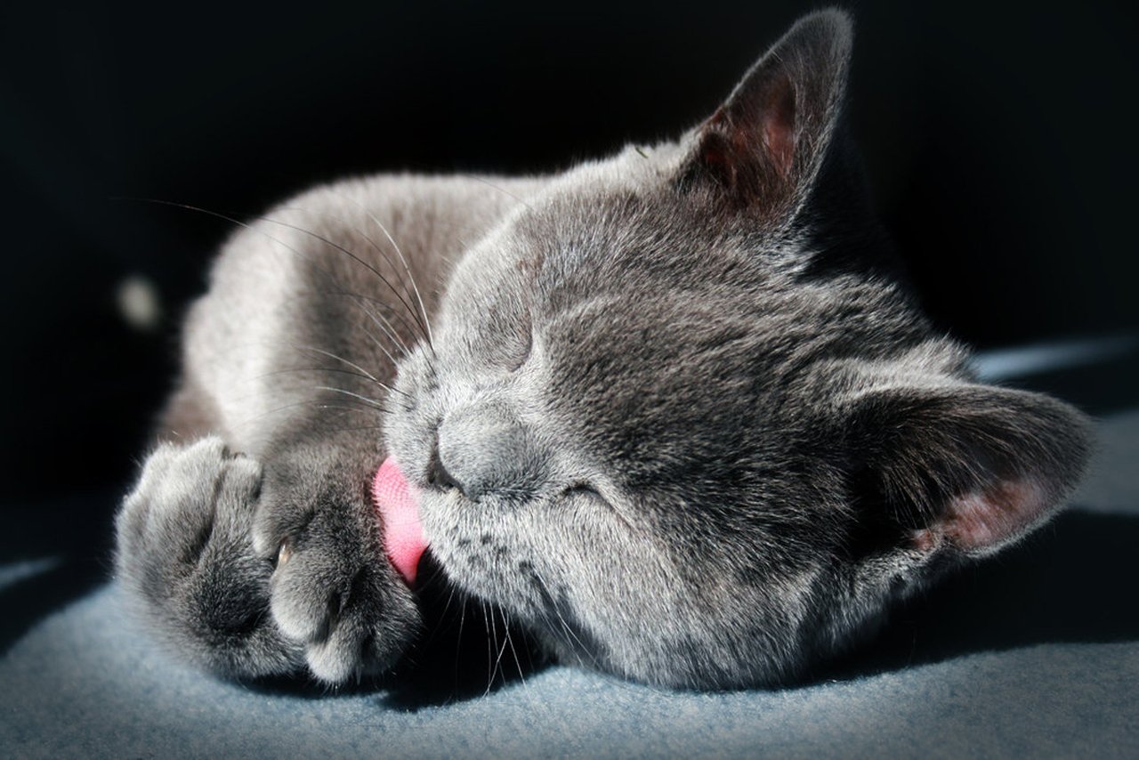 A gray cat lies peacefully while grooming itself, with its eyes closed and a pink tongue visible, basking in soft light. Its paws are tucked under, showcasing a cozy moment.