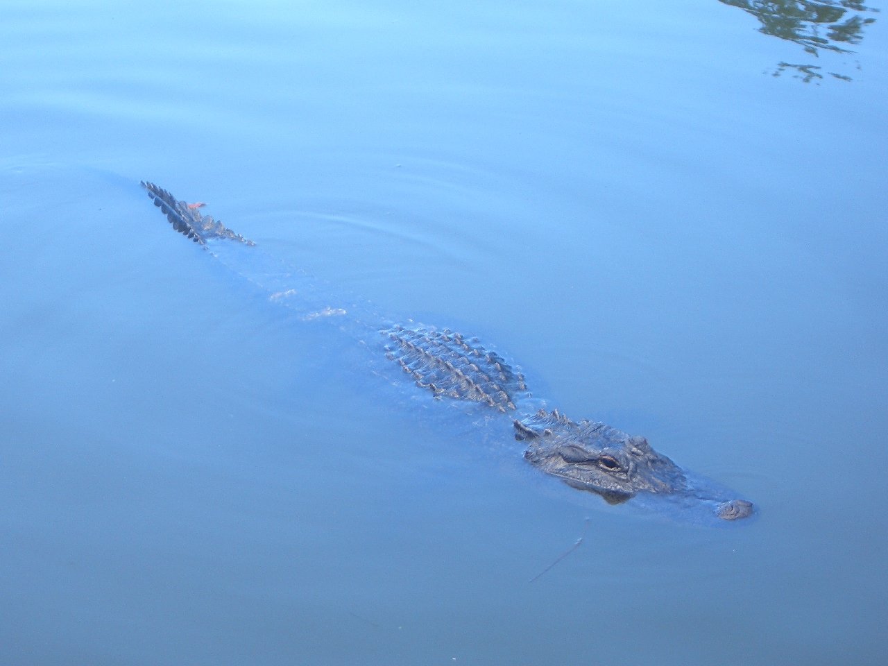 Crocodile (animal) gliding just below the water surface, snout and scaly back visible with soft ripples around it.