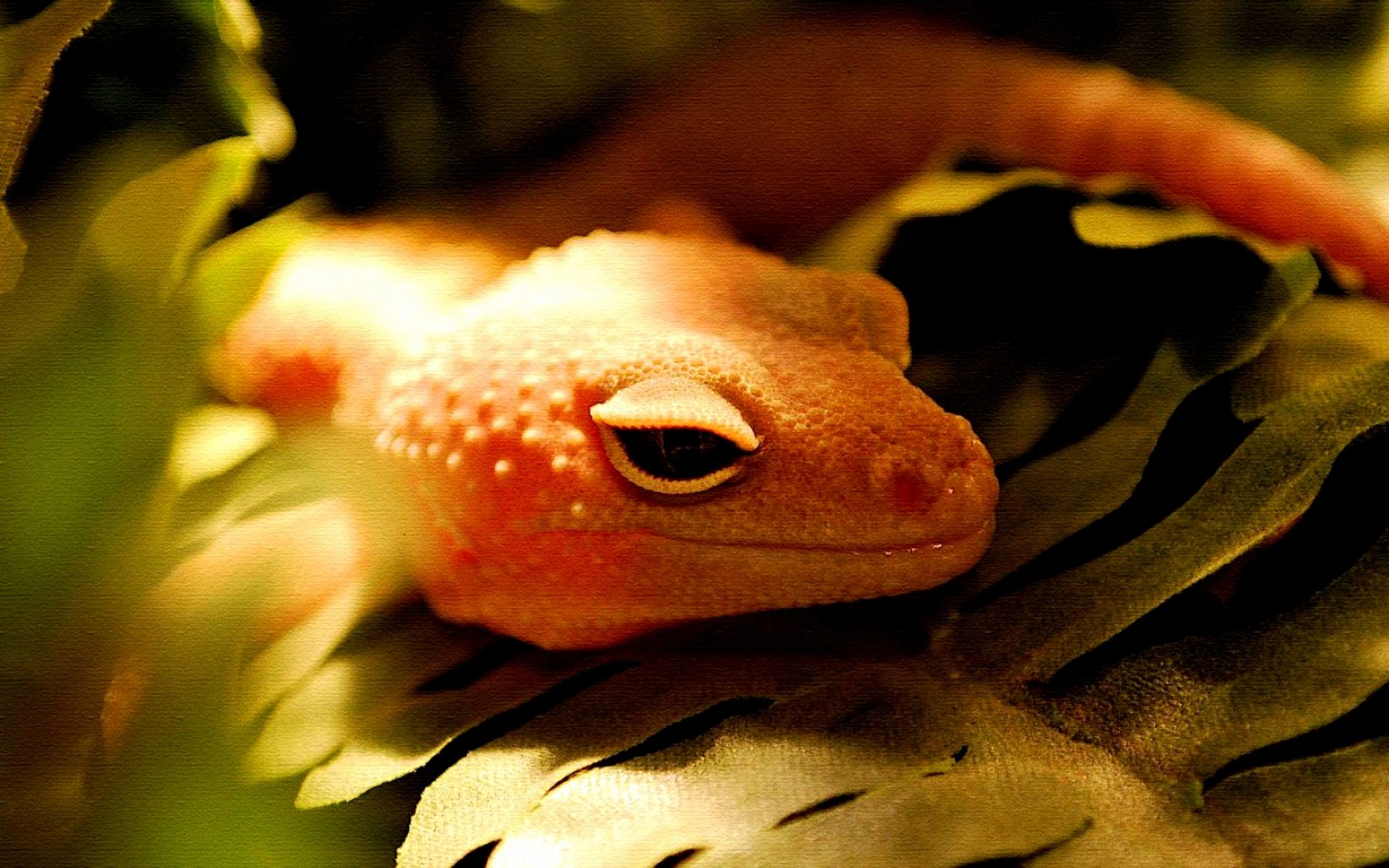 Gecko Picture