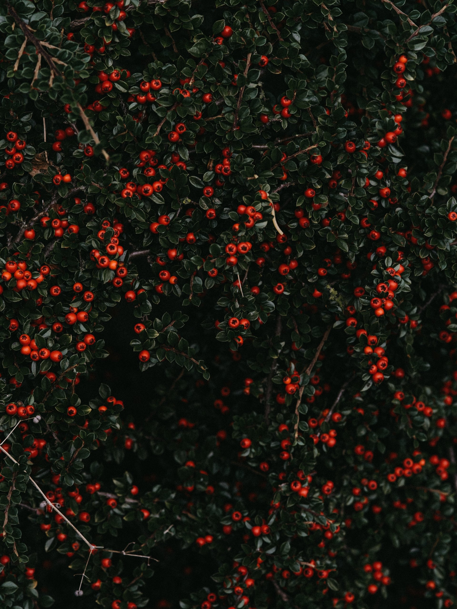  Red Berries on a Bush by Annie Spratt