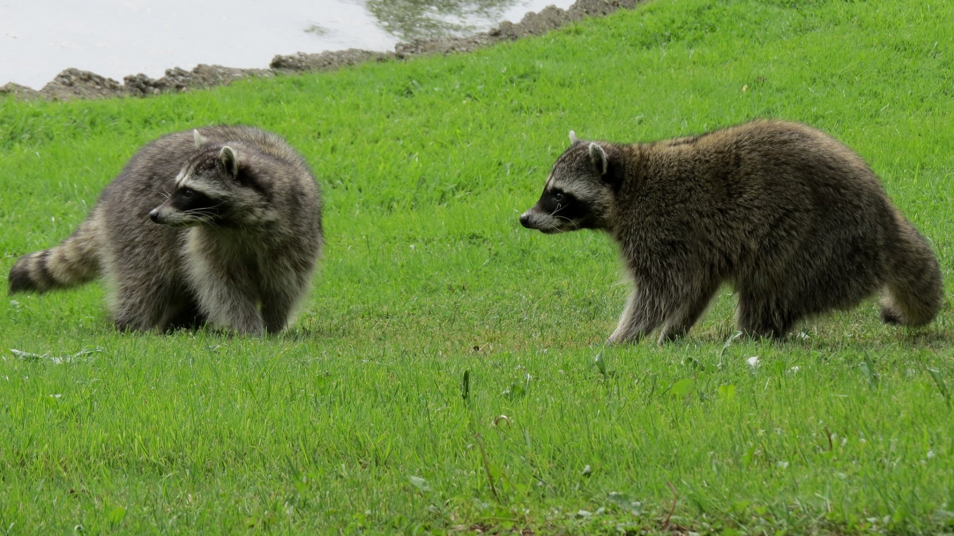 Animal raccoon Image