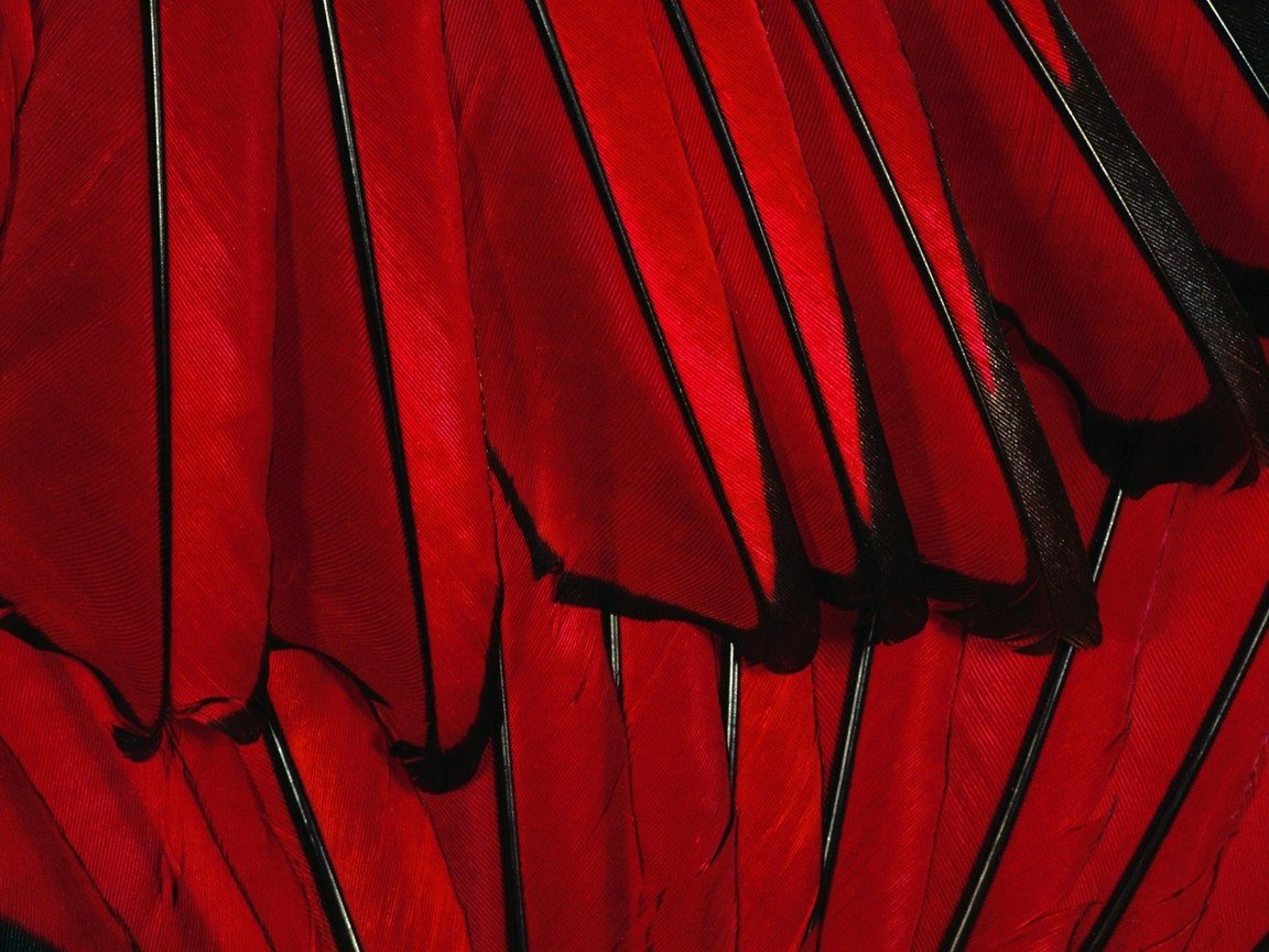 photography feather Image