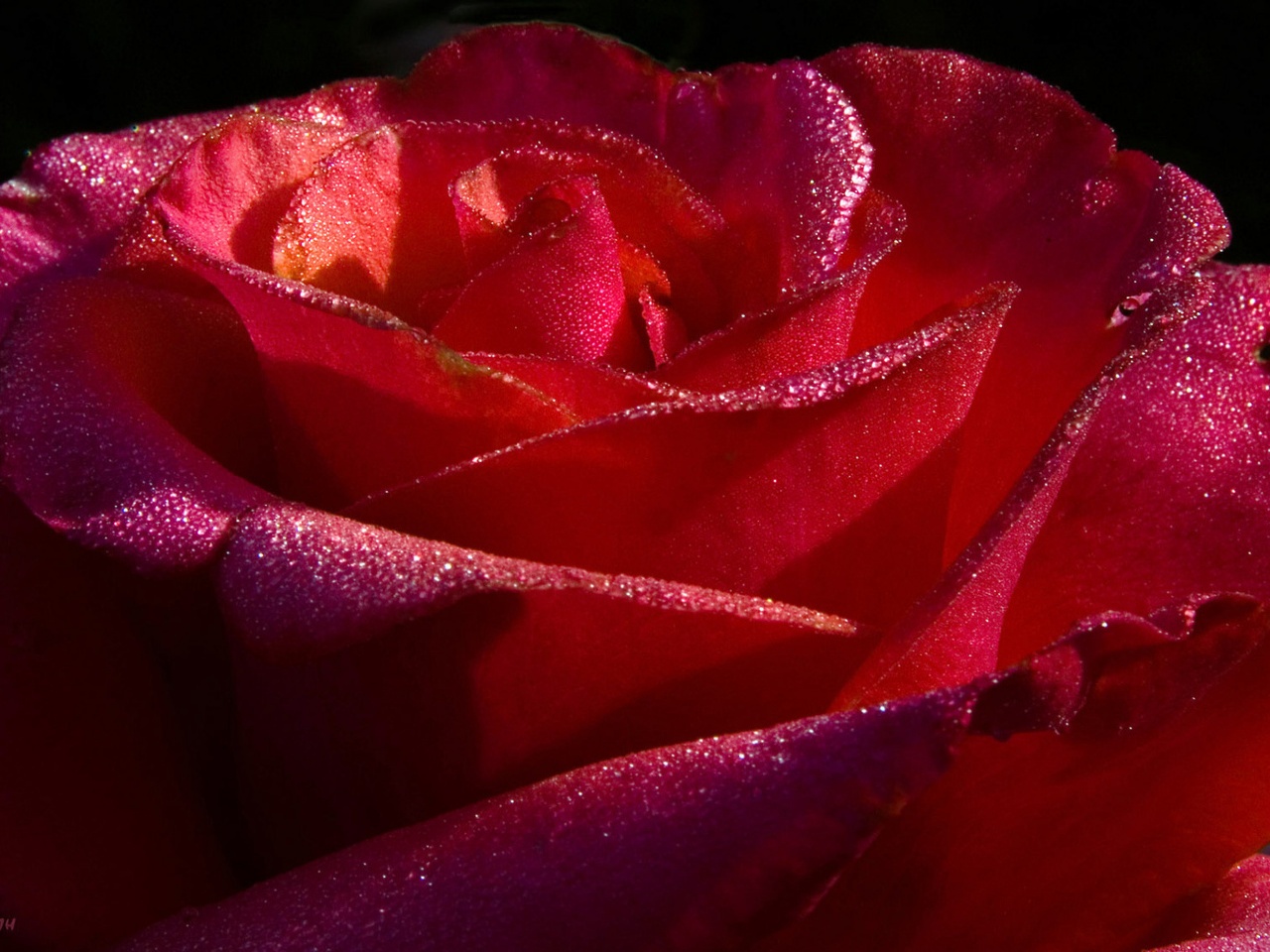 Dew on Fully Bloomed Red Rose♥