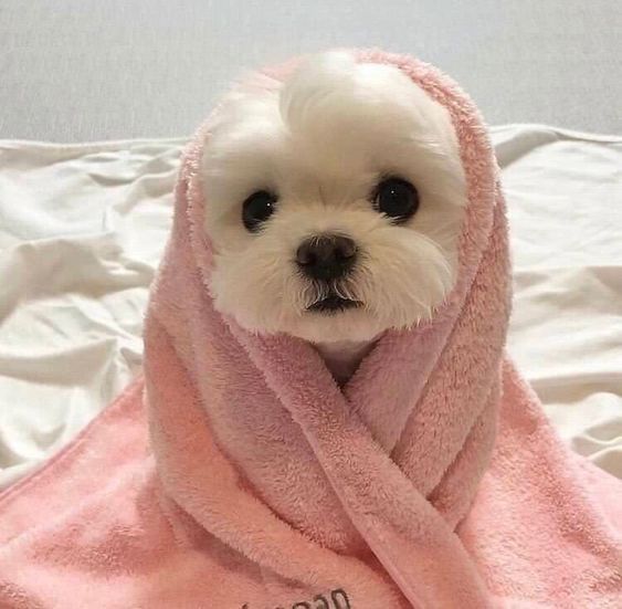 Download Animal Dog Image
