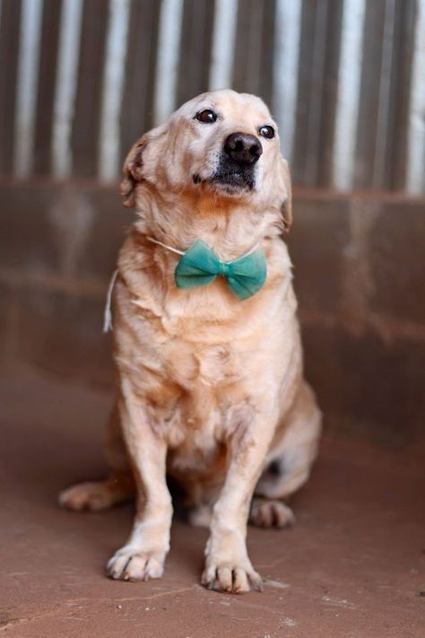 Download Animal Dog Image