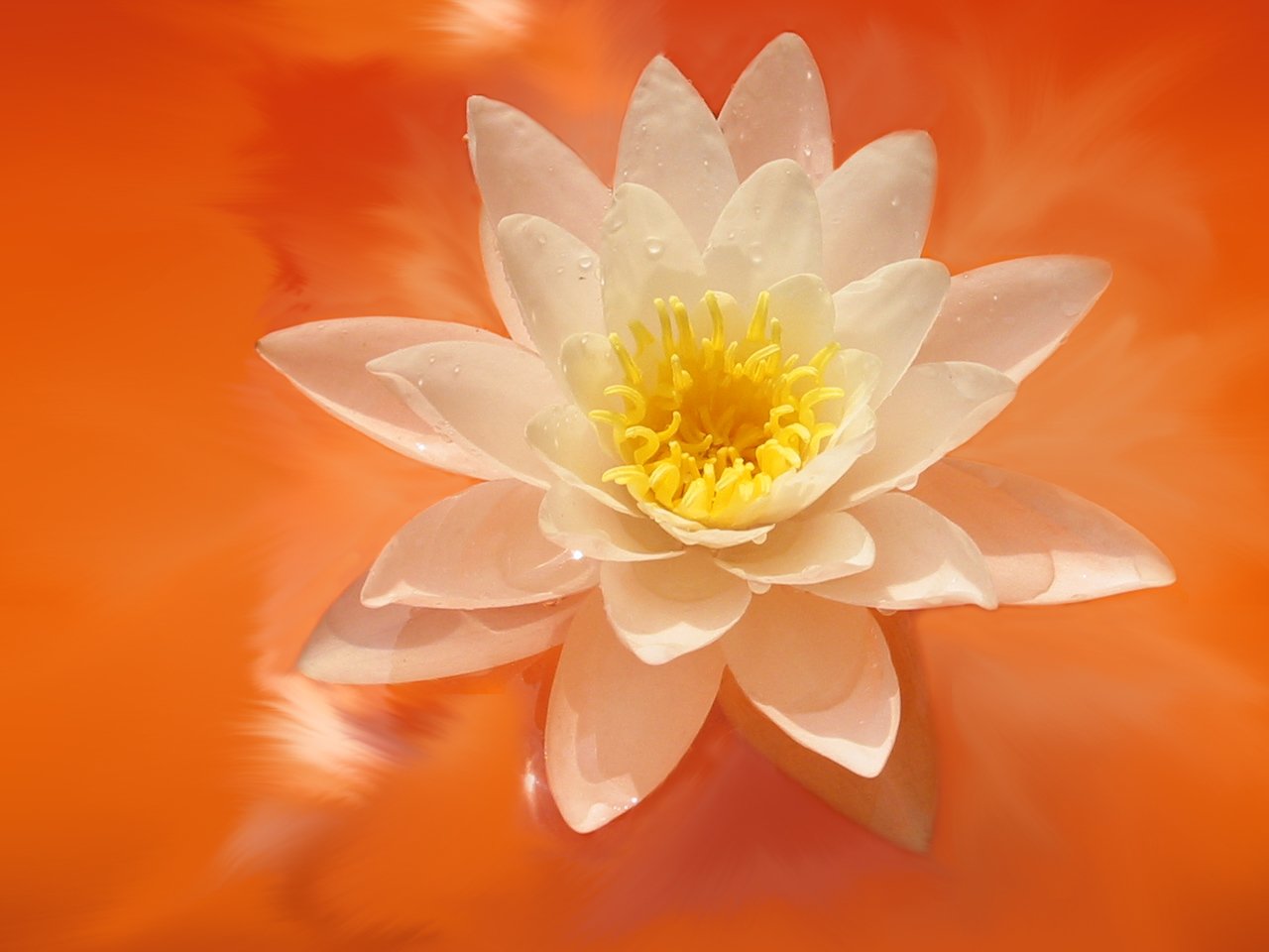A delicate water lily flower with soft peach-colored petals floating on calm water, surrounded by a warm, nature-inspired orange background.