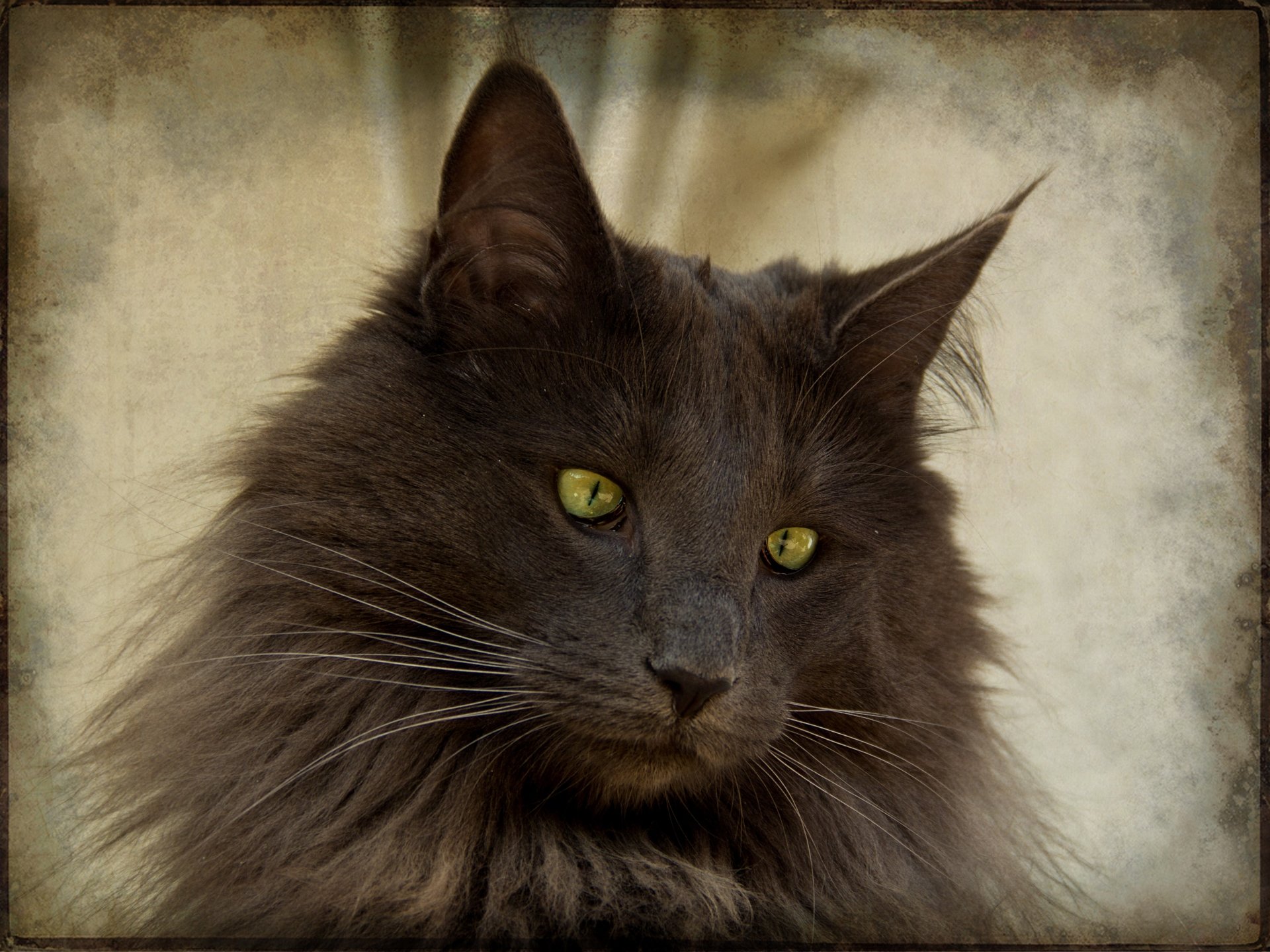 norwegian forest cat Animal cat Image