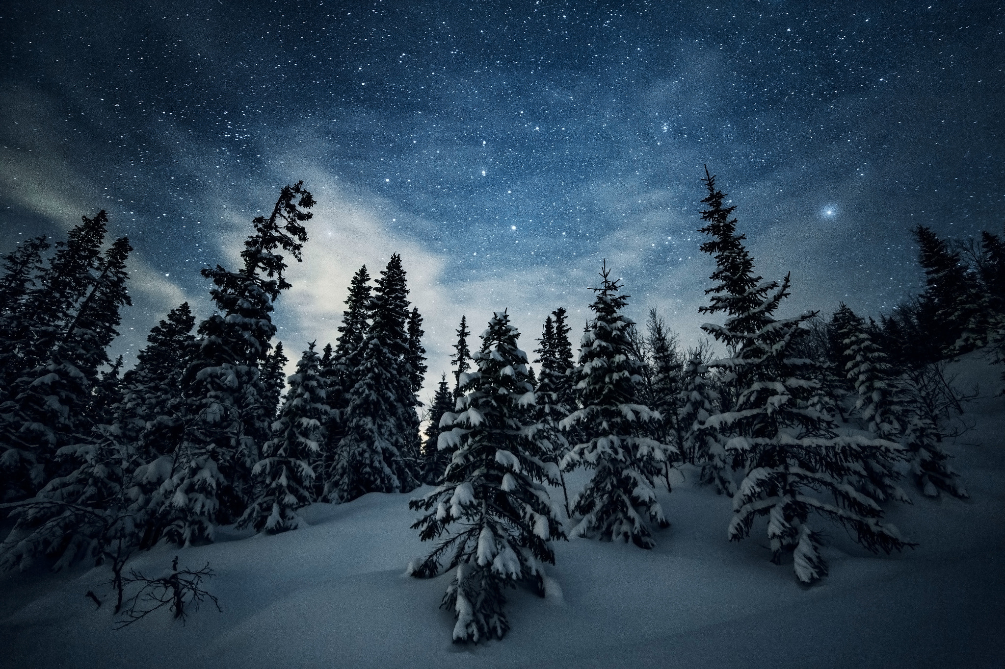 Night Sky at Winter Forest