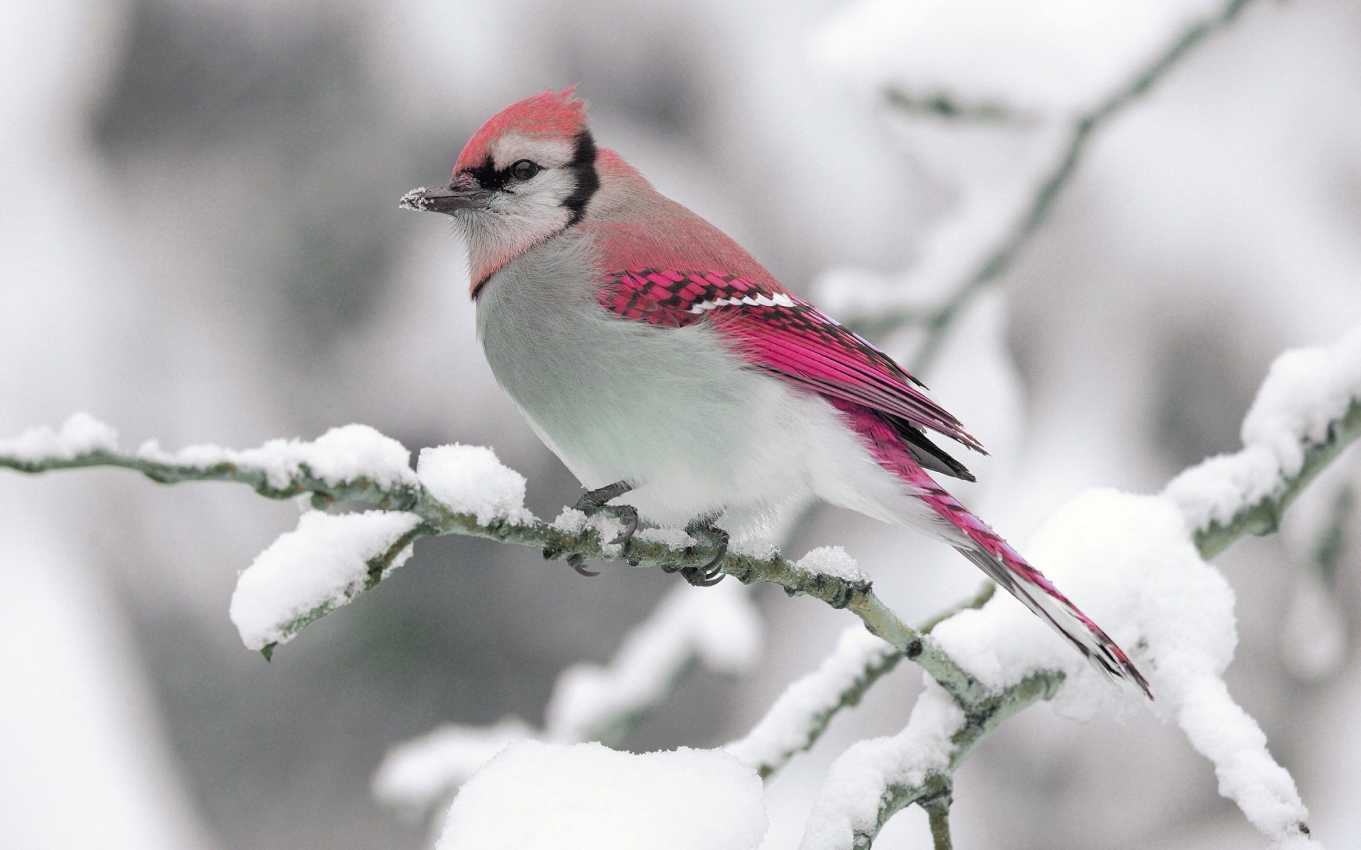 A colorful bird with pink and white feathers perched on a snow-covered branch, highlighting the contrast between the animal and the wintery environment.