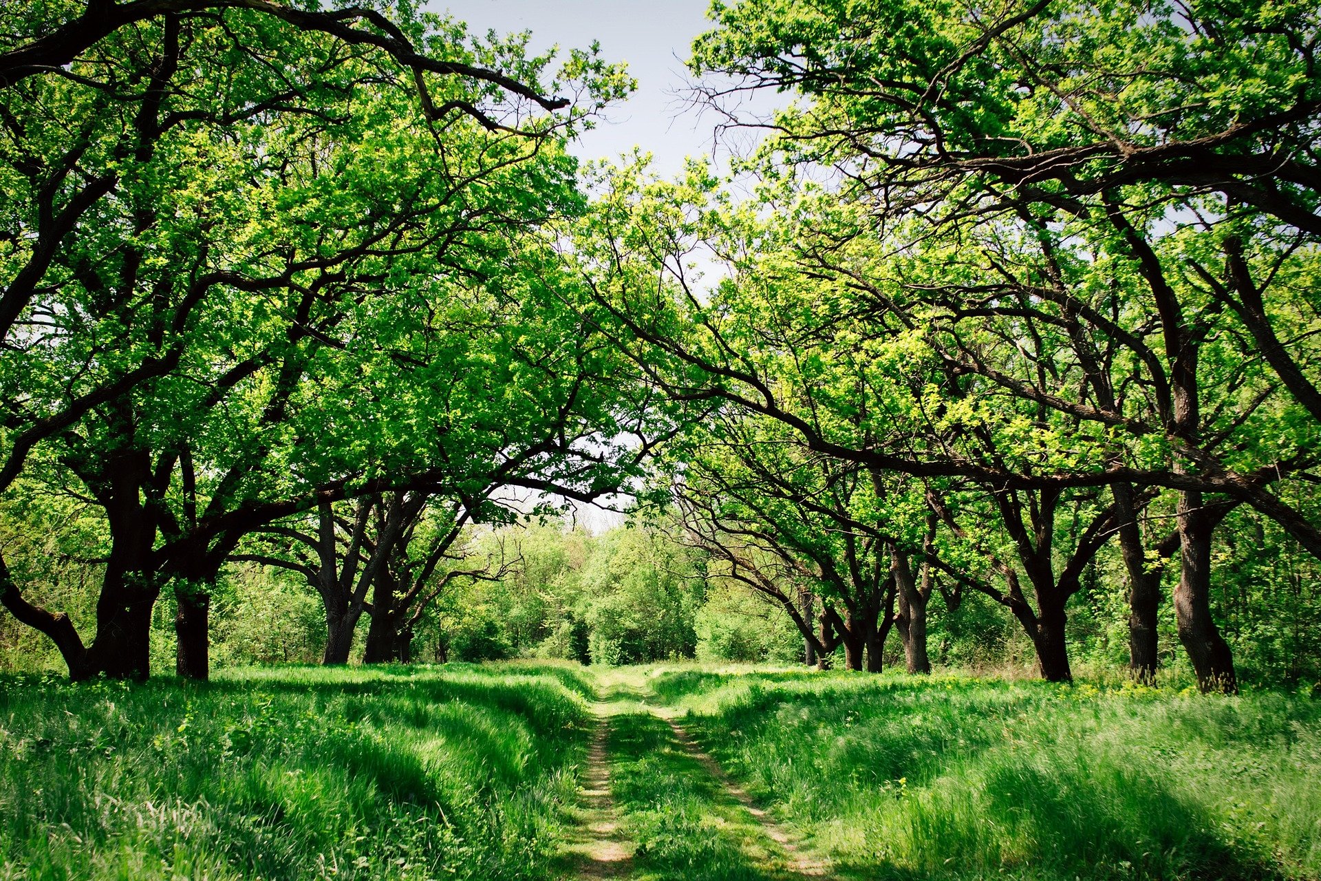 green-orchard-image-id-328396-image-abyss