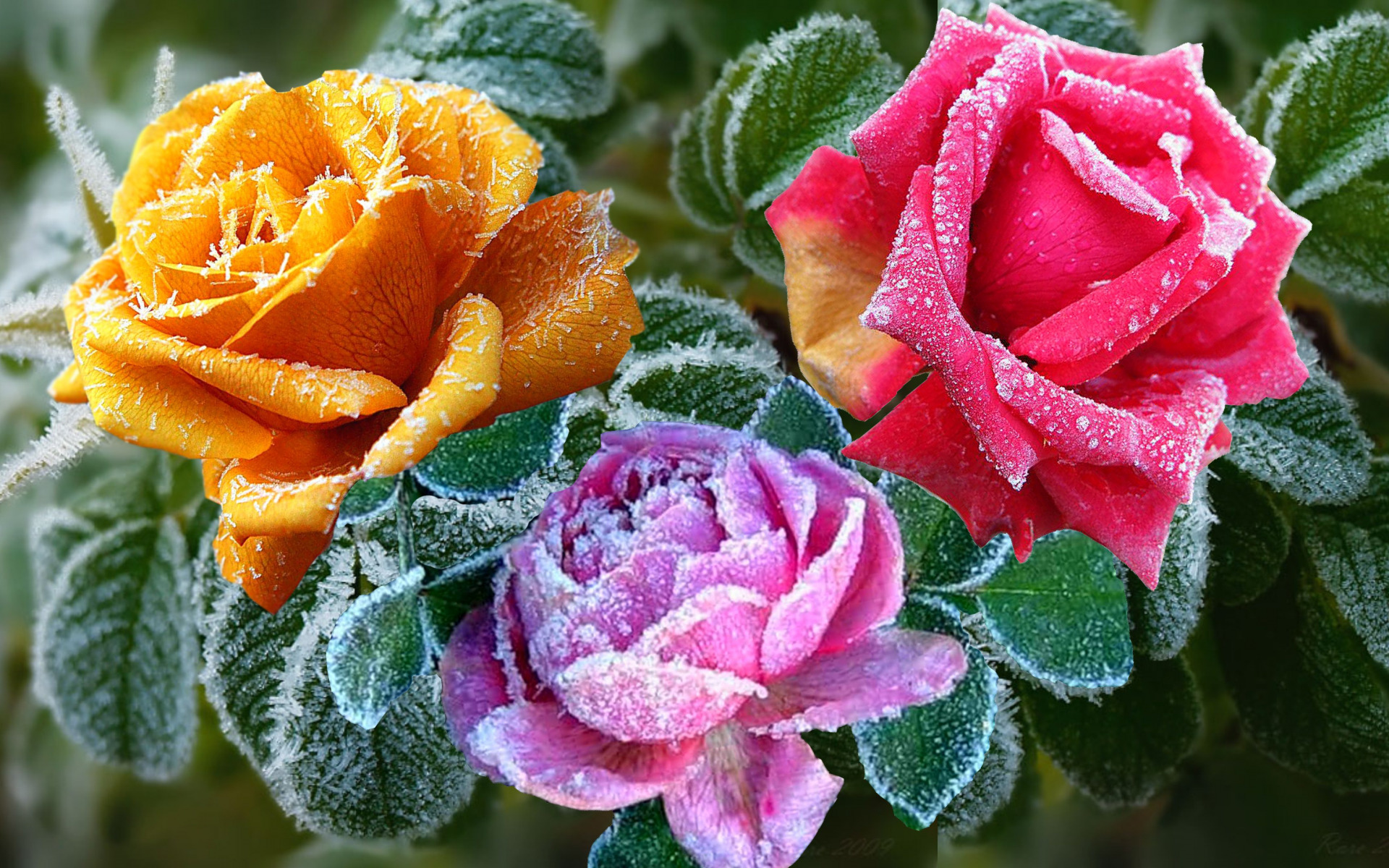 Frost on Colorful Roses