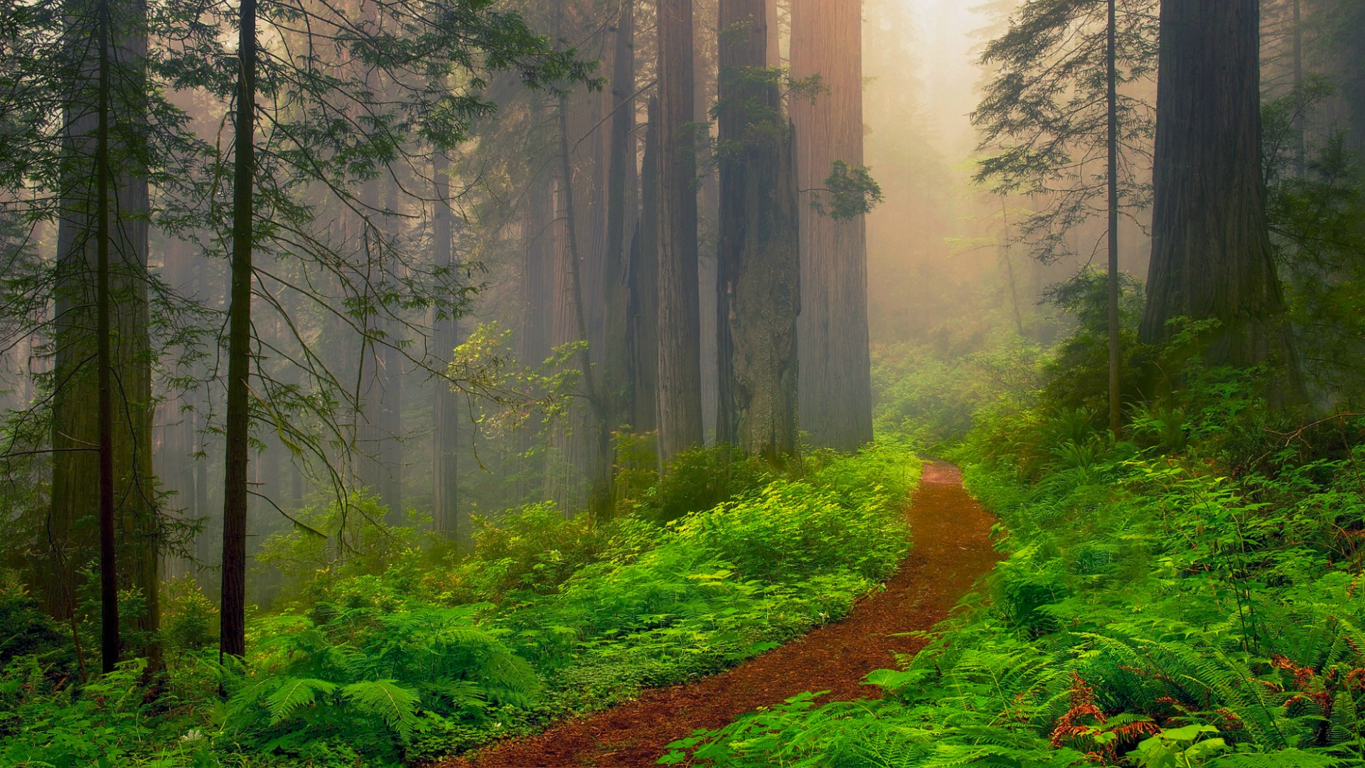 Dirt Path in Misty Forest - Image Abyss