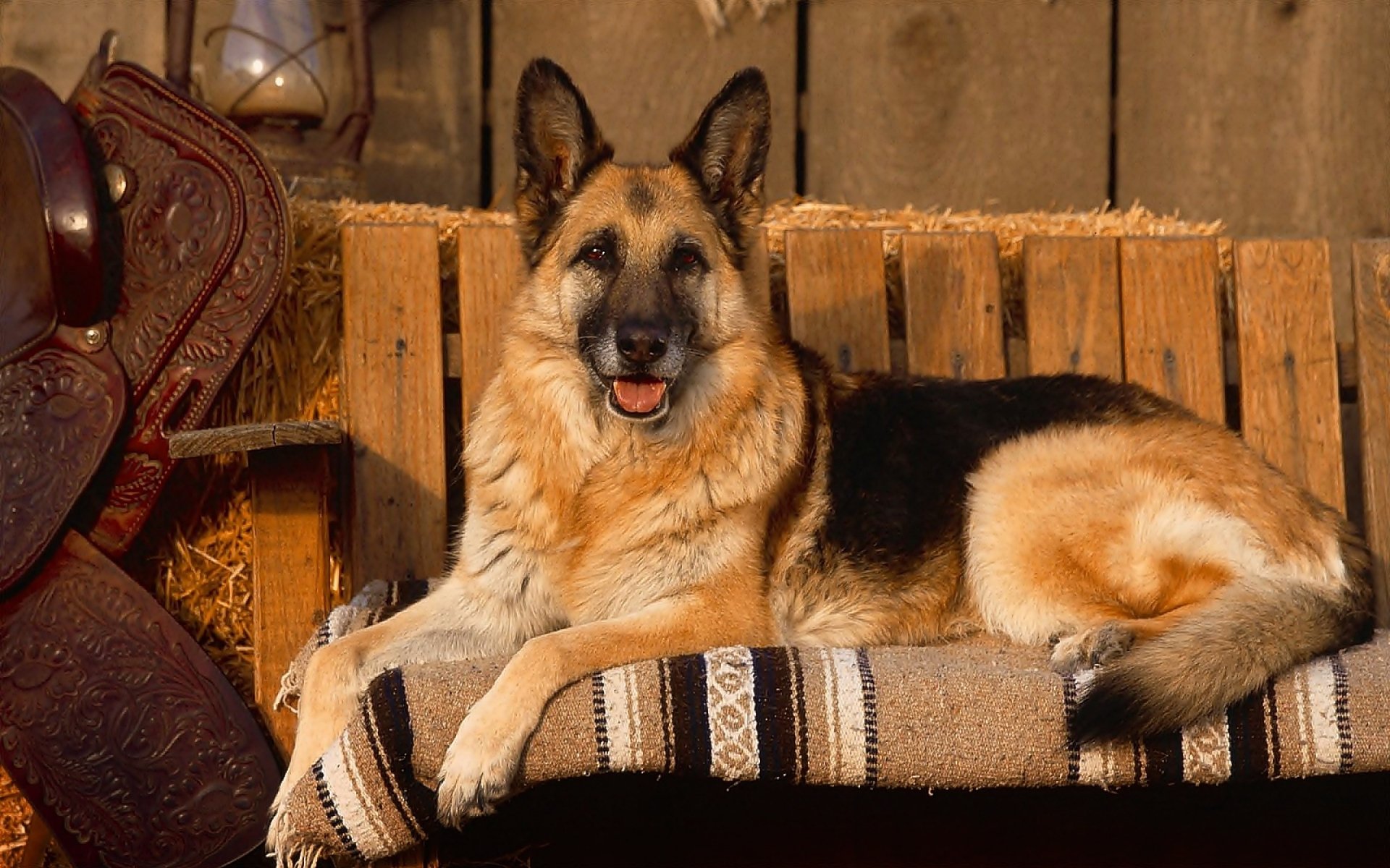 A German Shepherd lies contentedly on a wooden bench, with a warm, sunny background and a cozy blanket draped over the seat.