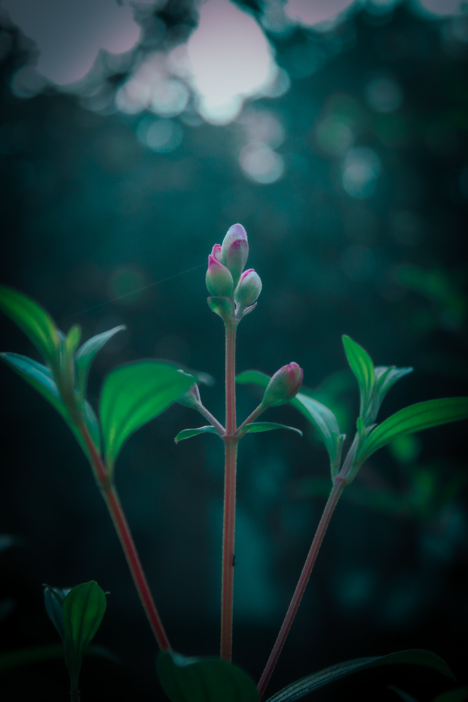 macro nature bud flower Image