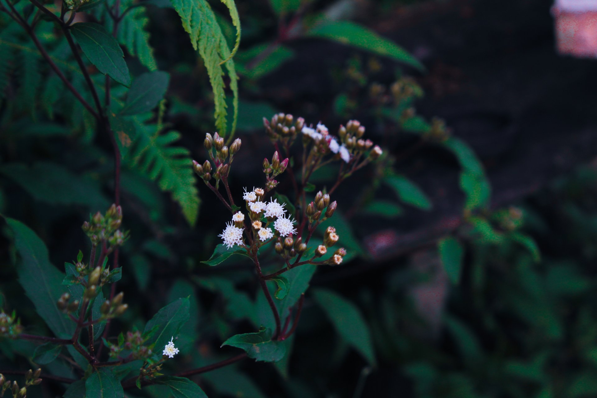  Wild Flowers