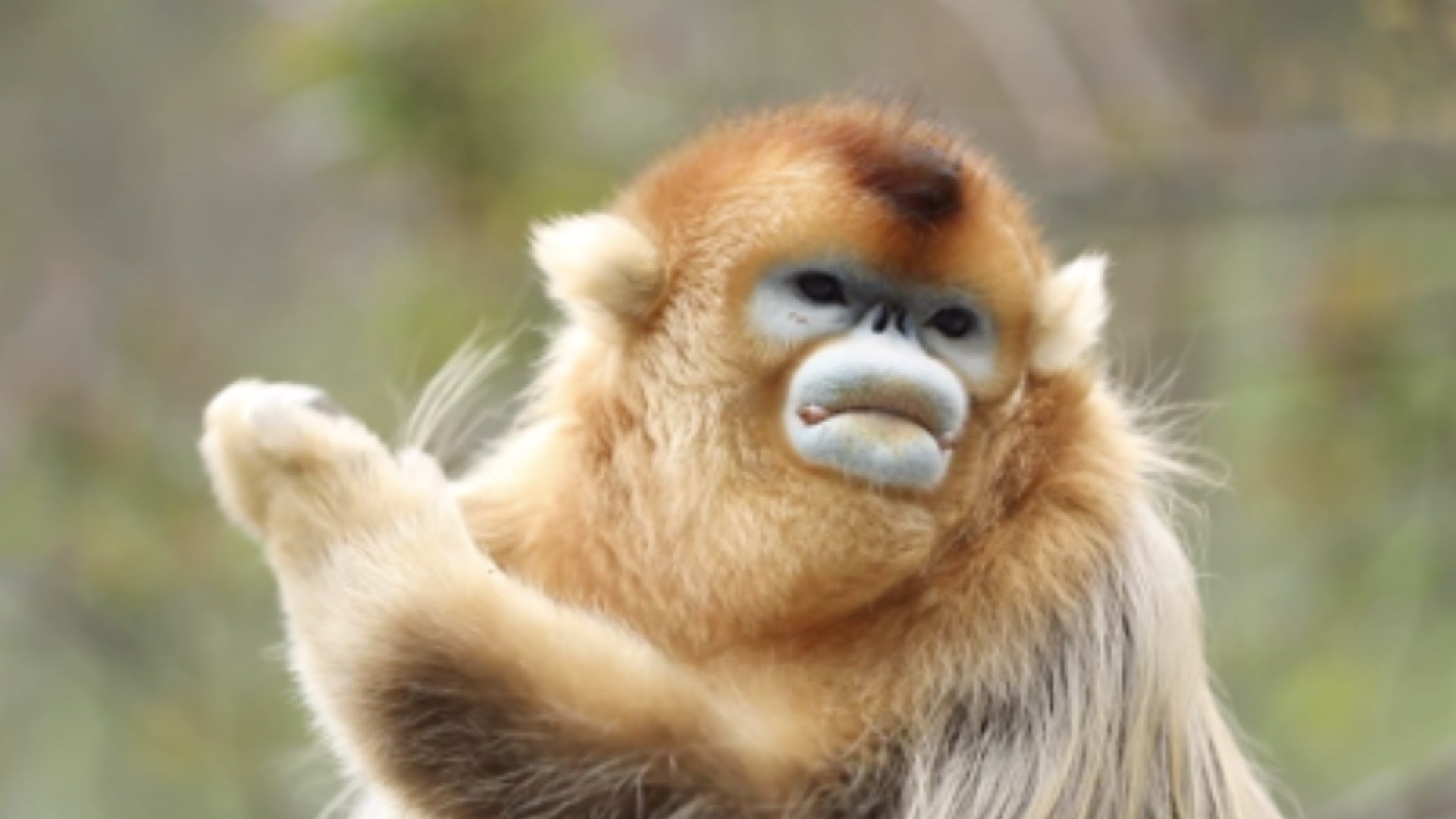 snub nosed monkey stuffed animal