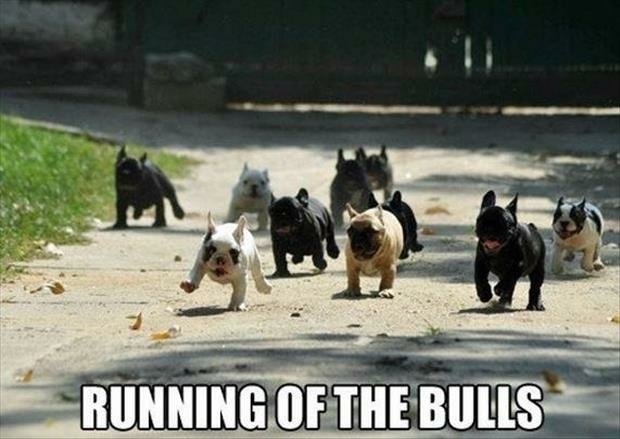 A group of playful French bulldogs running energetically down a sunlit path.