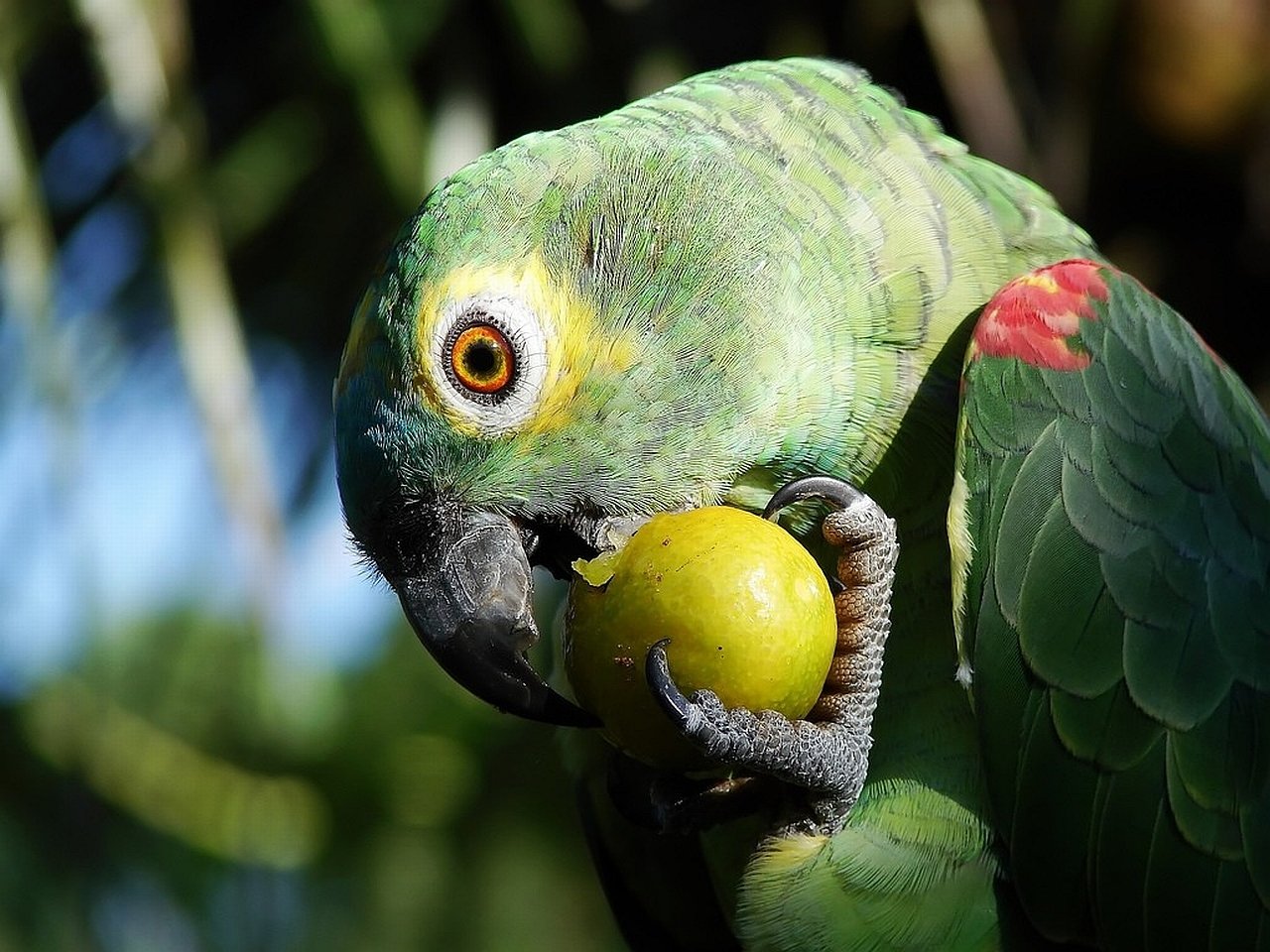 A vibrant green parrot holds a small fruit in its beak, showcasing its striking yellow eye and colorful feathers against a blurred natural background.