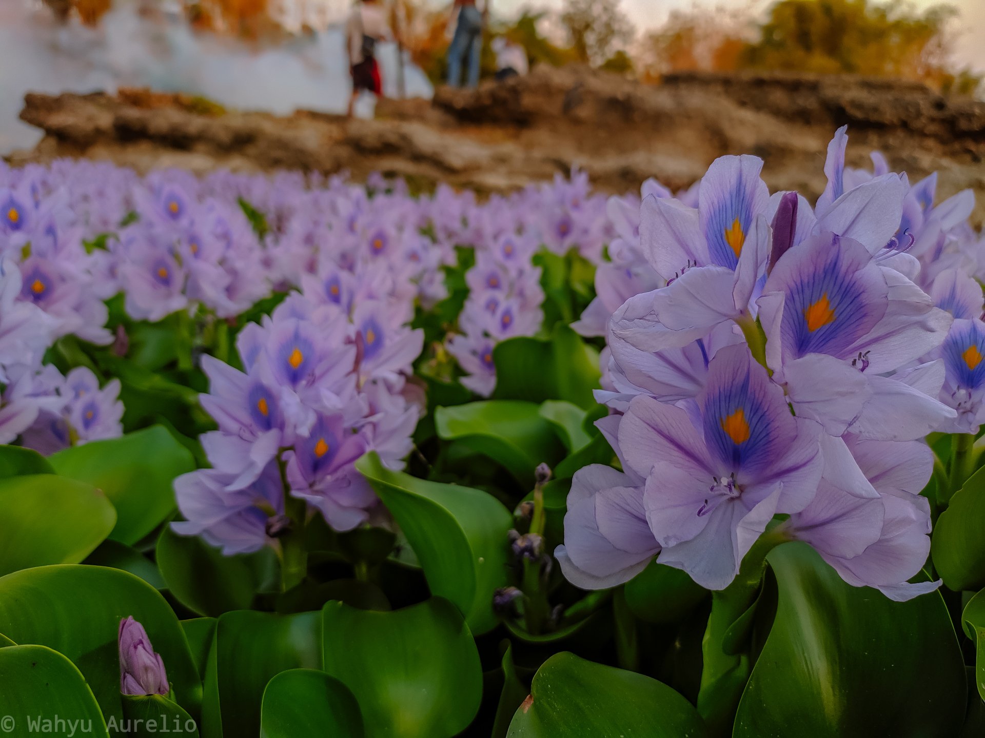  Flowers Field