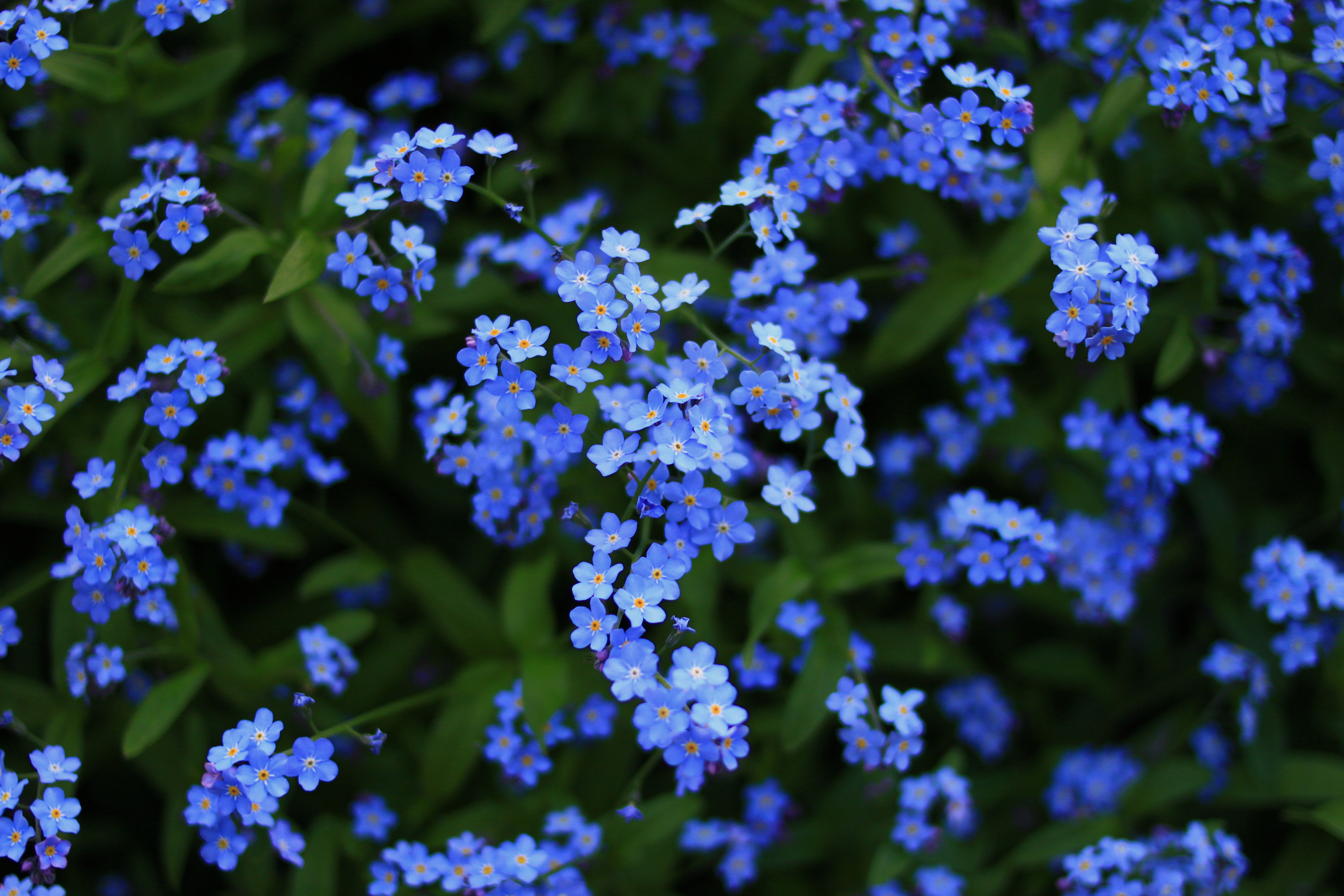 Bush with Blue Blossoms