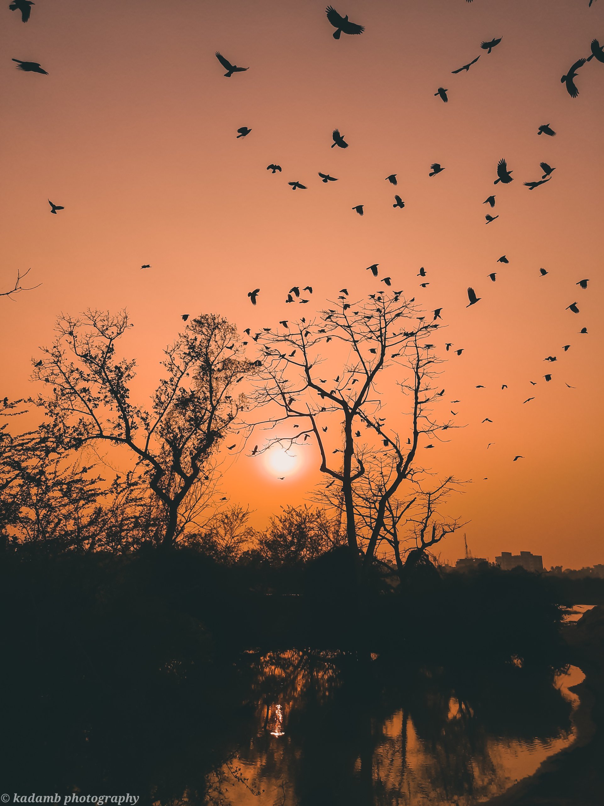 bird tree photography sunset Image