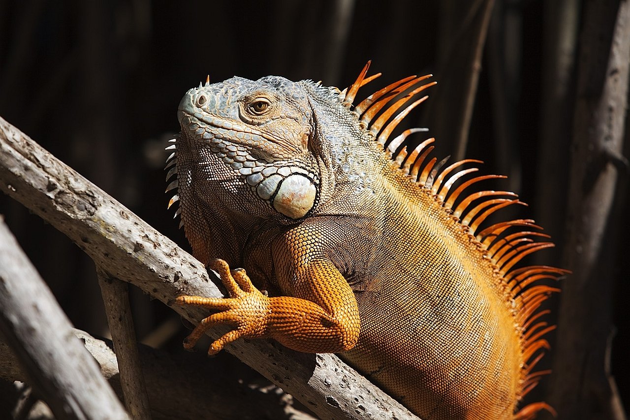 Iguana Image - ID: 335650 - Image Abyss