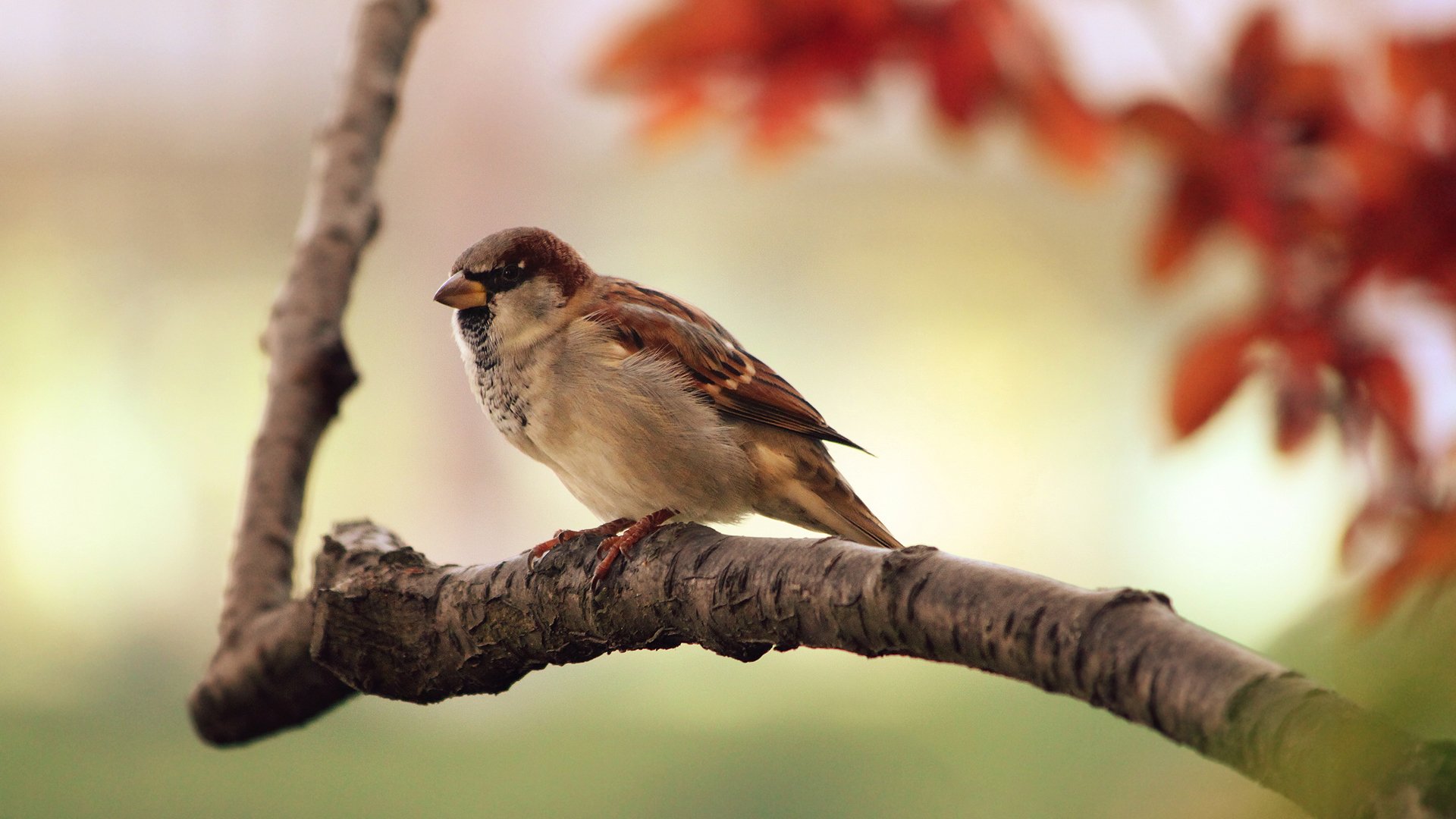 Download Bird Animal Sparrow Image