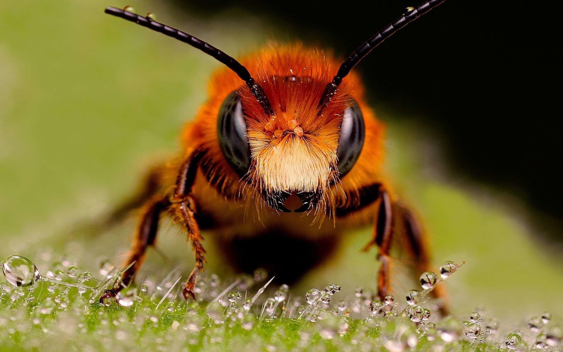 Close-up of an orange bee with detailed eyes and antennae standing on a surface covered in water droplets.